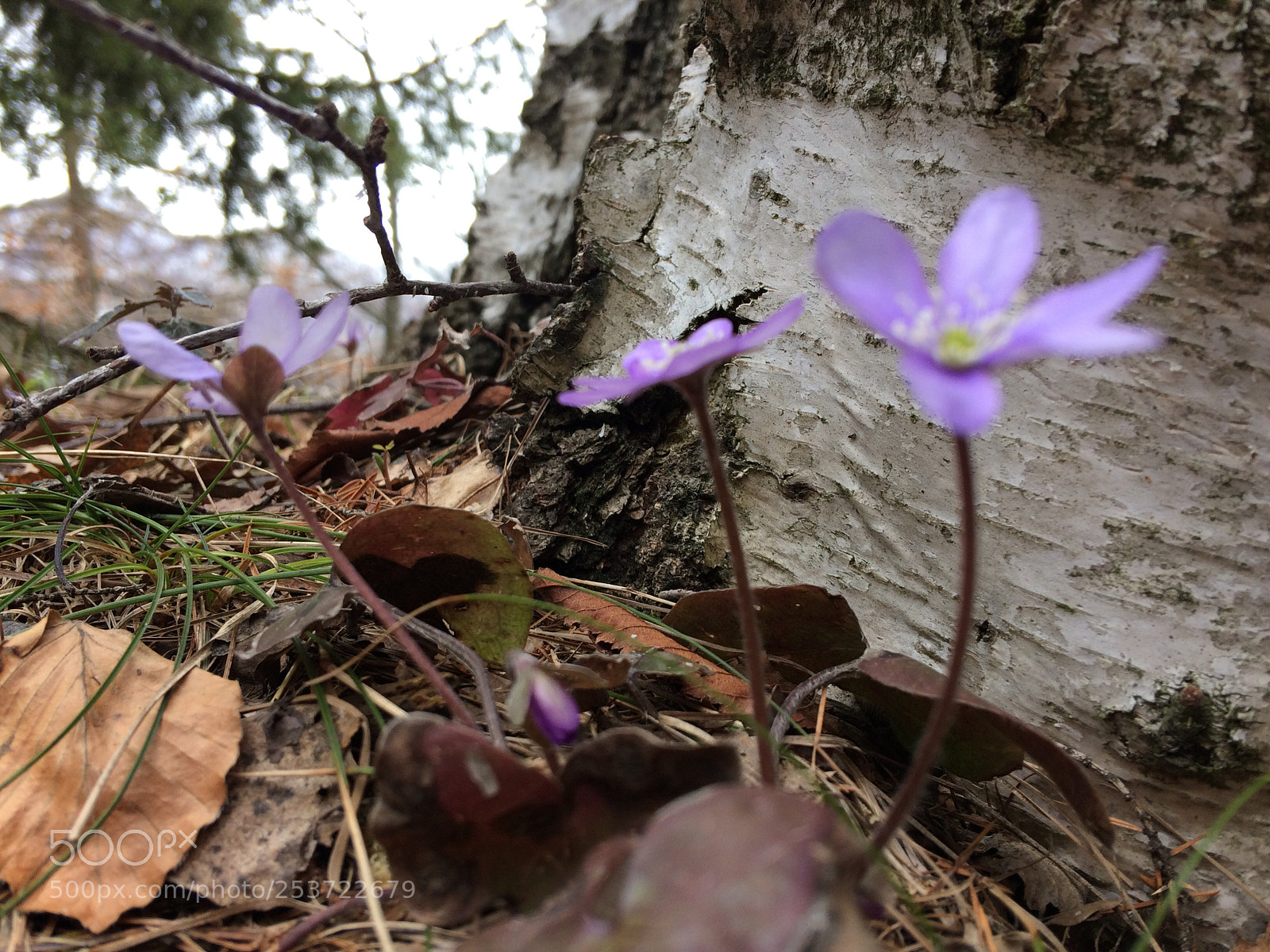 Apple iPhone 5s sample photo. Untitled photography