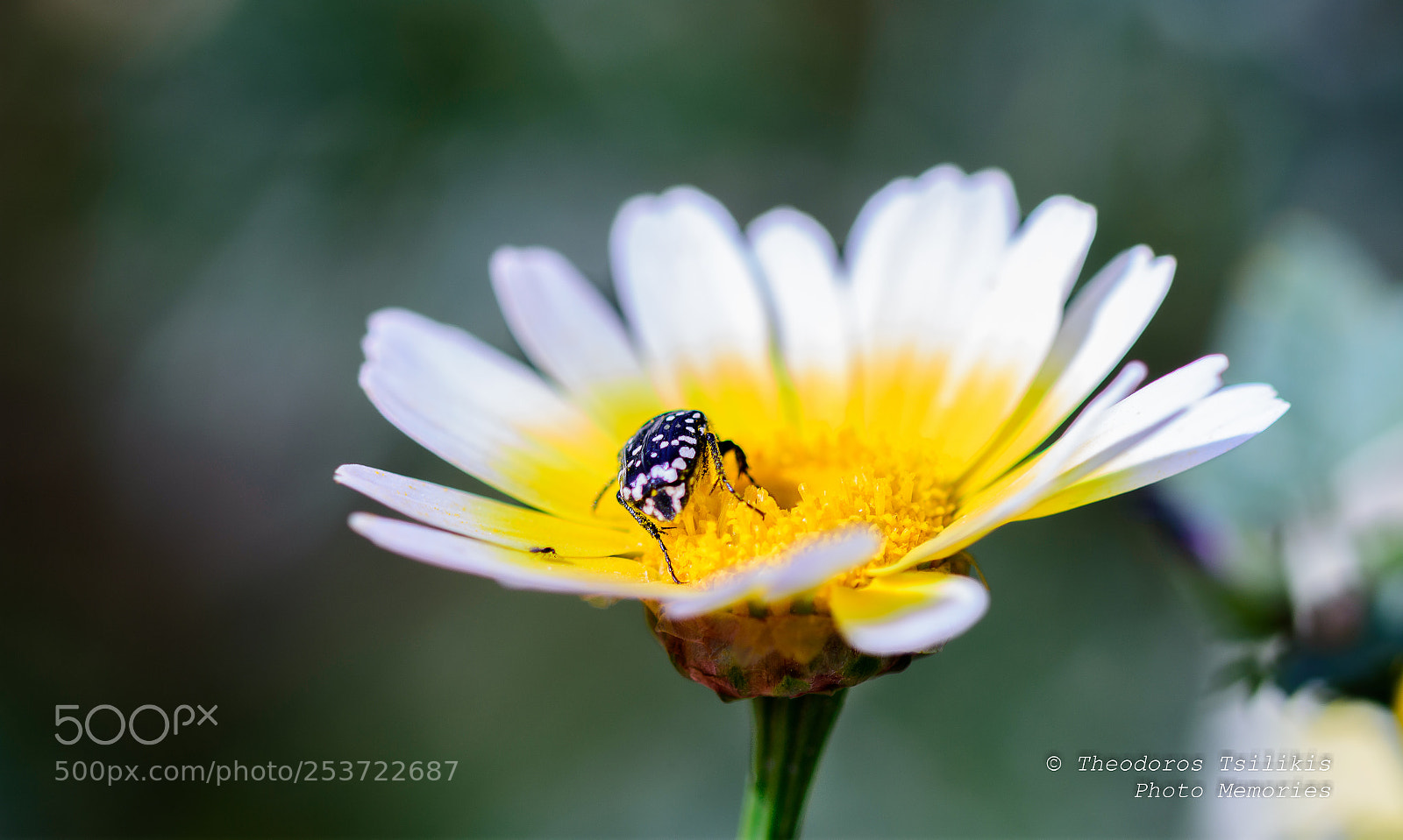 Nikon D7200 sample photo. Bug and flower photography