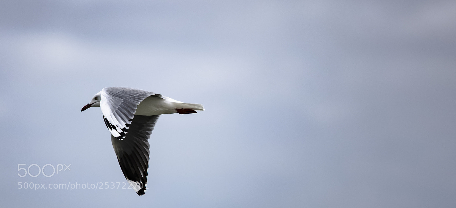 Nikon D7200 sample photo. Z photography