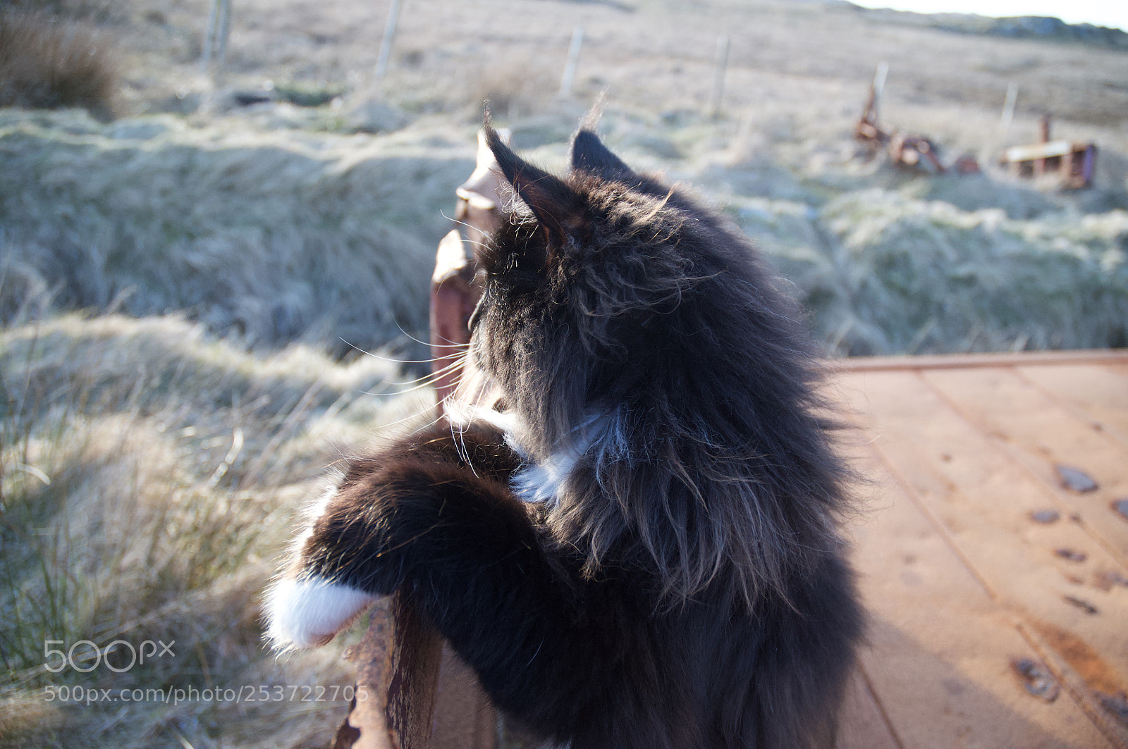 Nikon D5000 sample photo. Maze out on farm photography