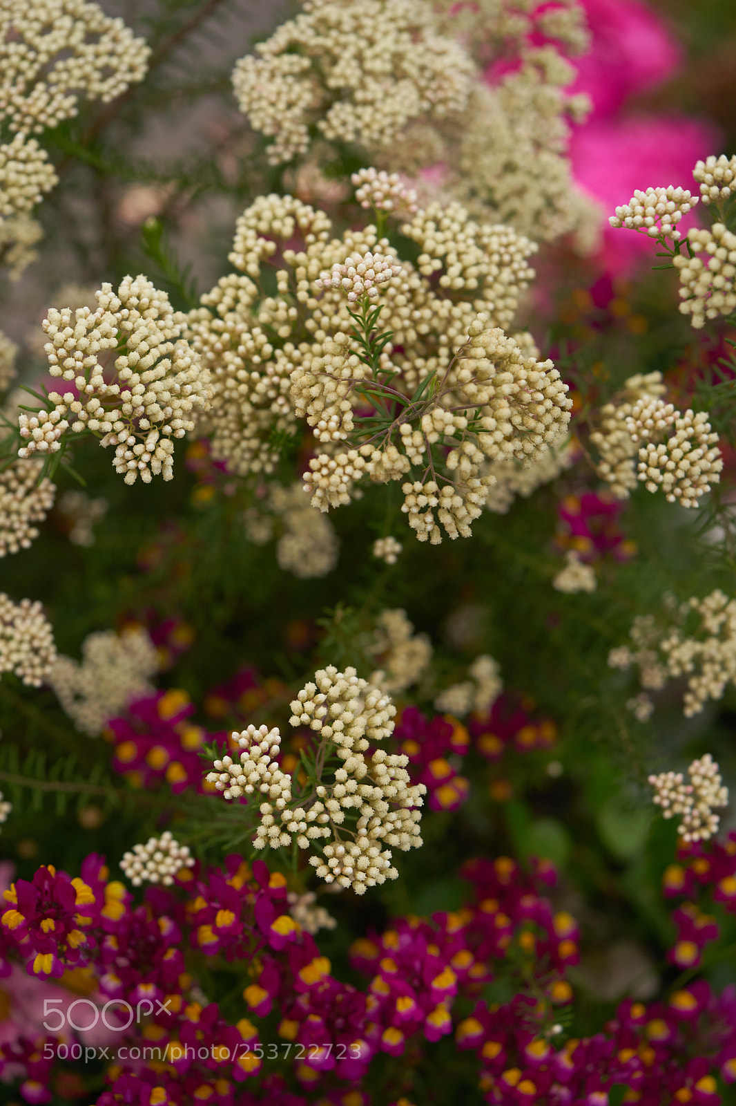Sony a7 sample photo. Flowers 6424 photography
