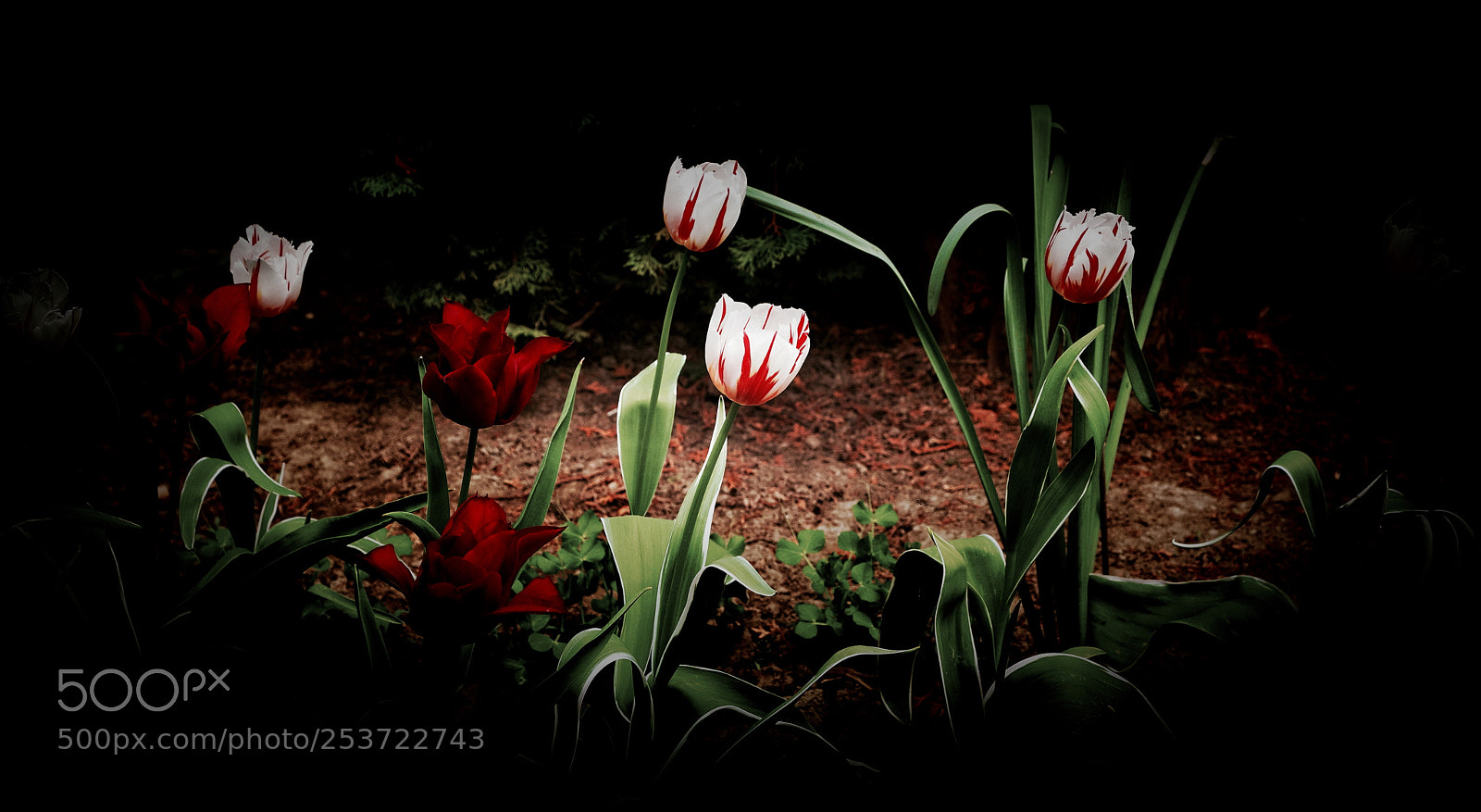 Canon EF 24-105mm F4L IS USM sample photo. Flowers photography