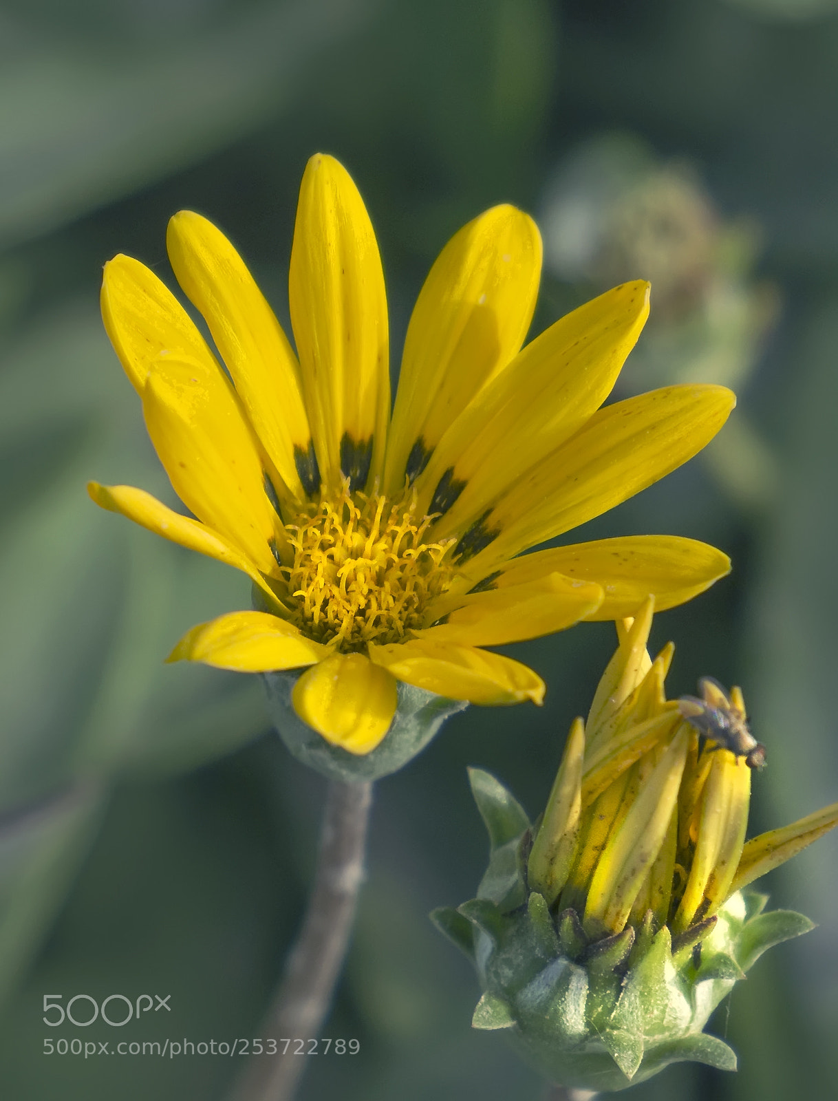 Sony Alpha NEX-5N sample photo. Flower photography