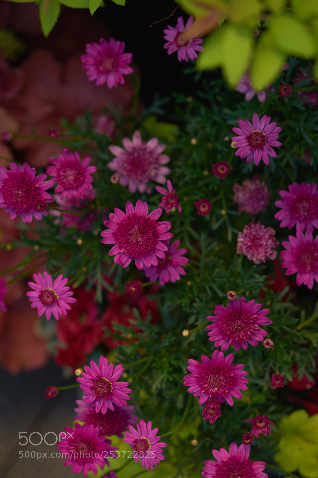 Sony a7 sample photo. Flowers 6425 photography