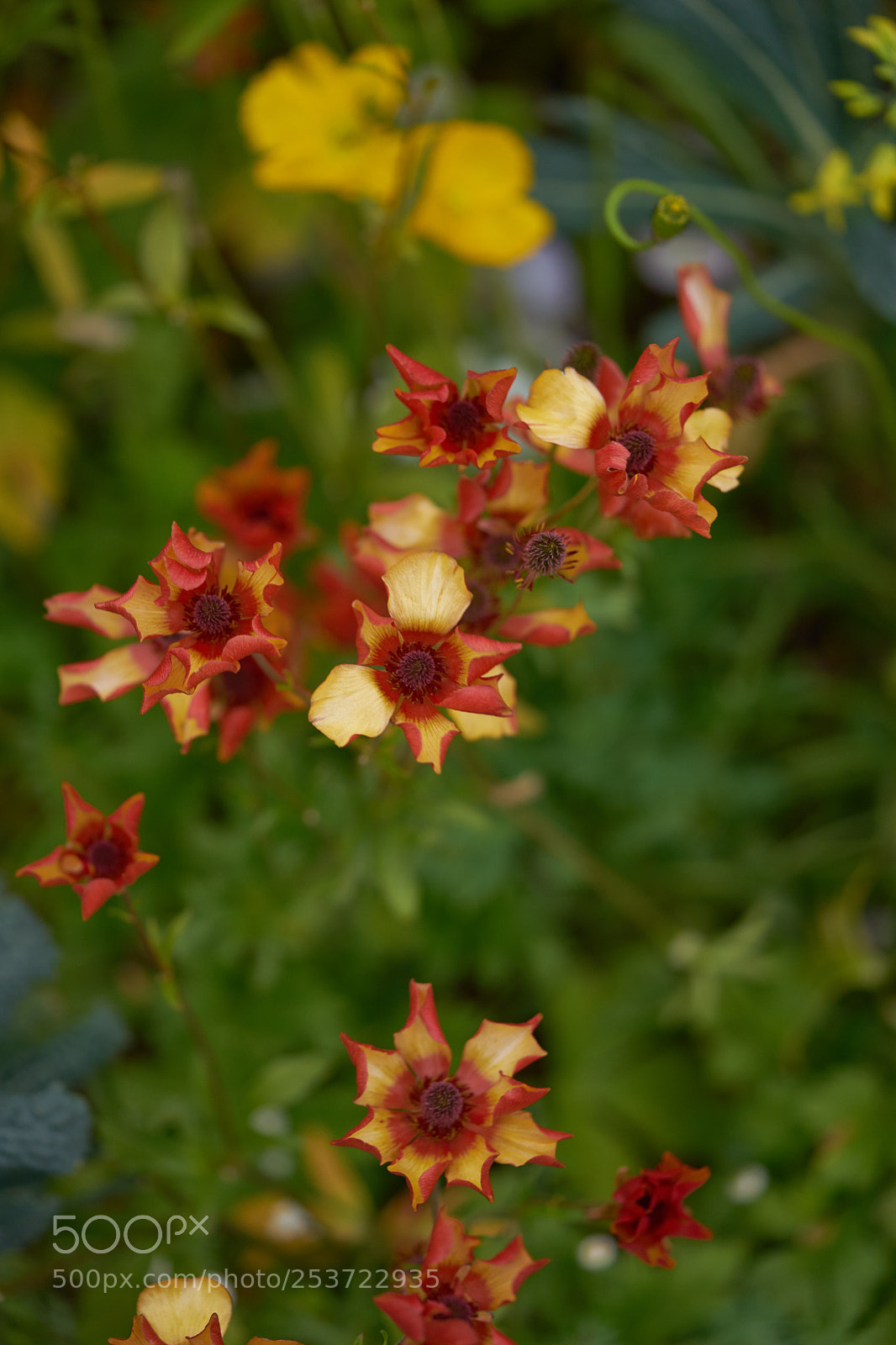 Sony a7 sample photo. Flowers 6426 photography