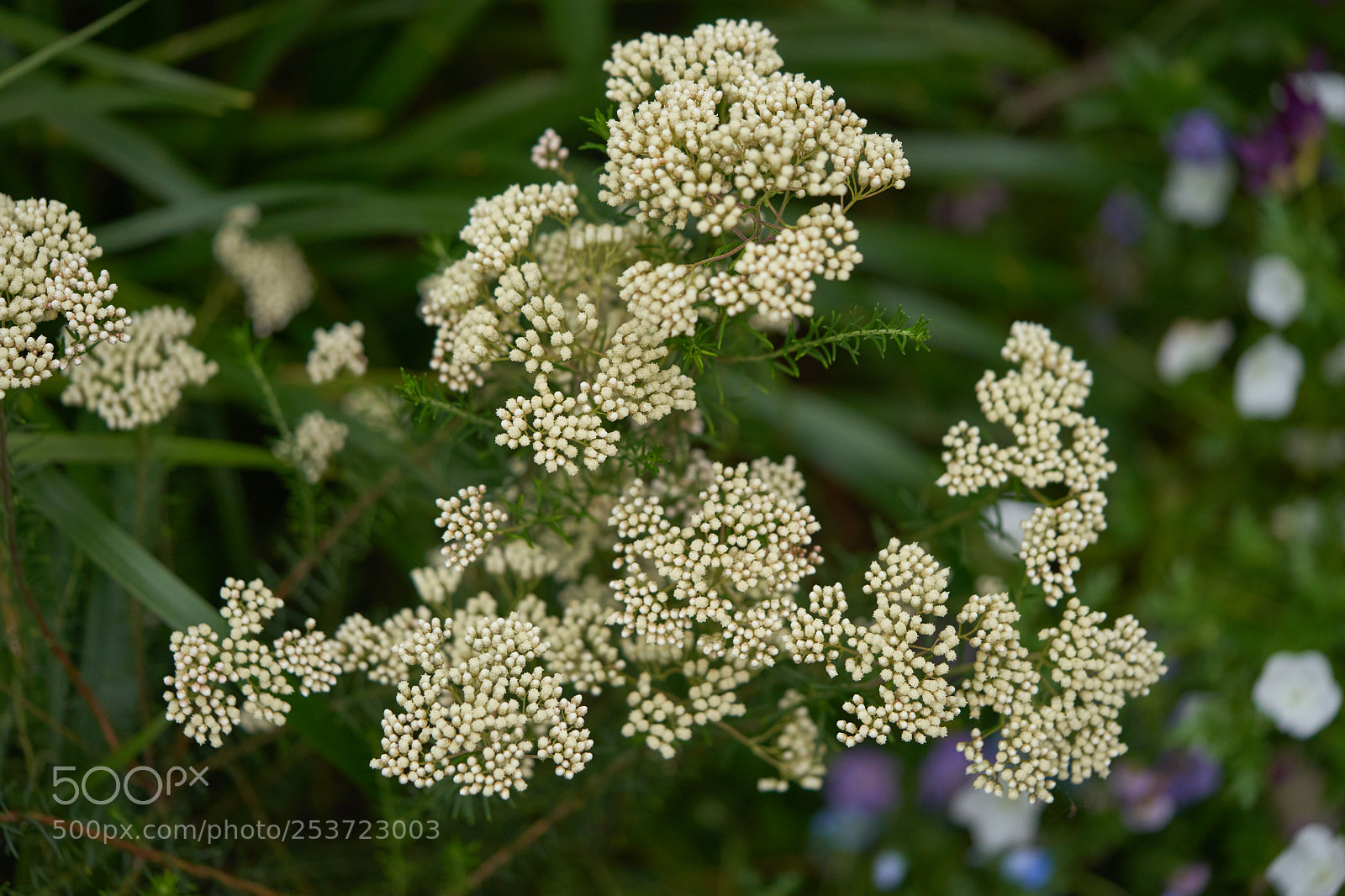 Sony a7 sample photo. Flowers 6427 photography