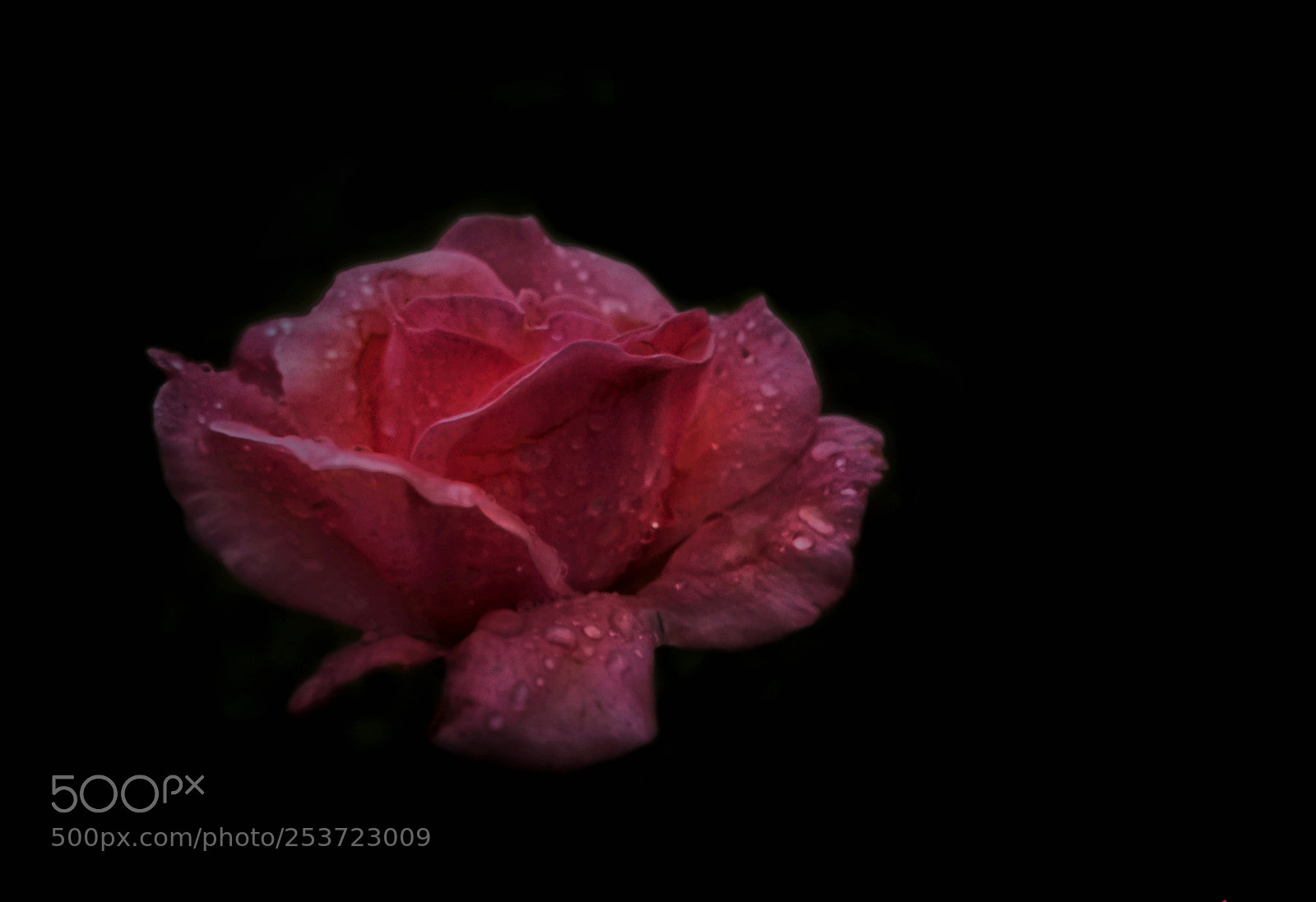HUAWEI Mate 9 sample photo. The rose photography