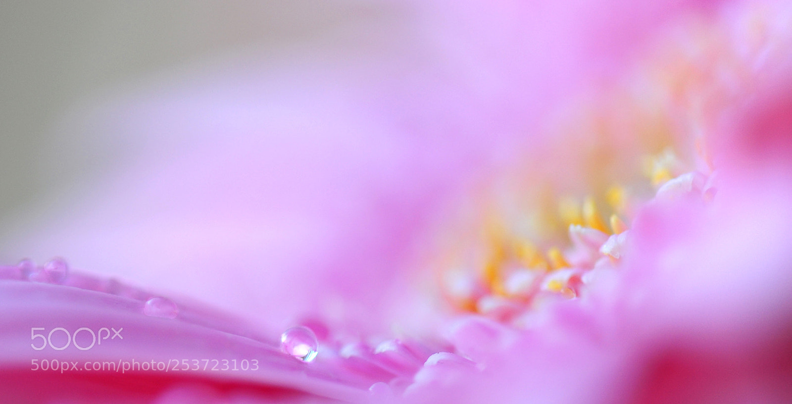 Nikon D700 sample photo. Flower photography