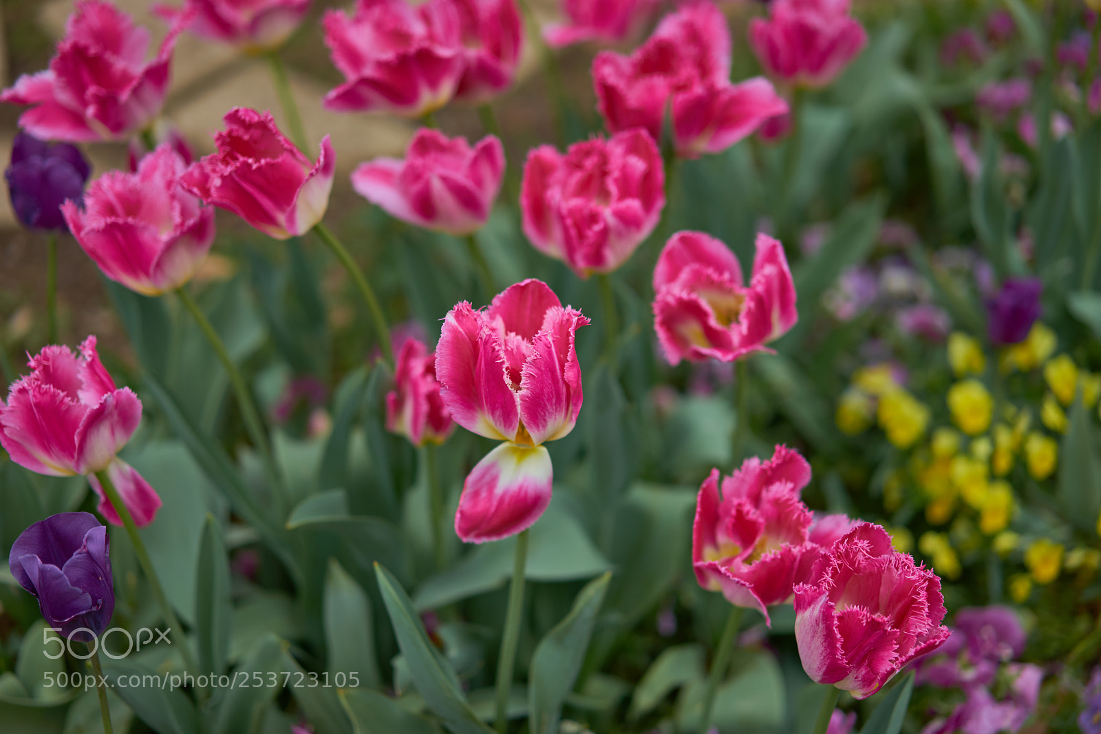 Sony a7 sample photo. Flowers 6428 photography