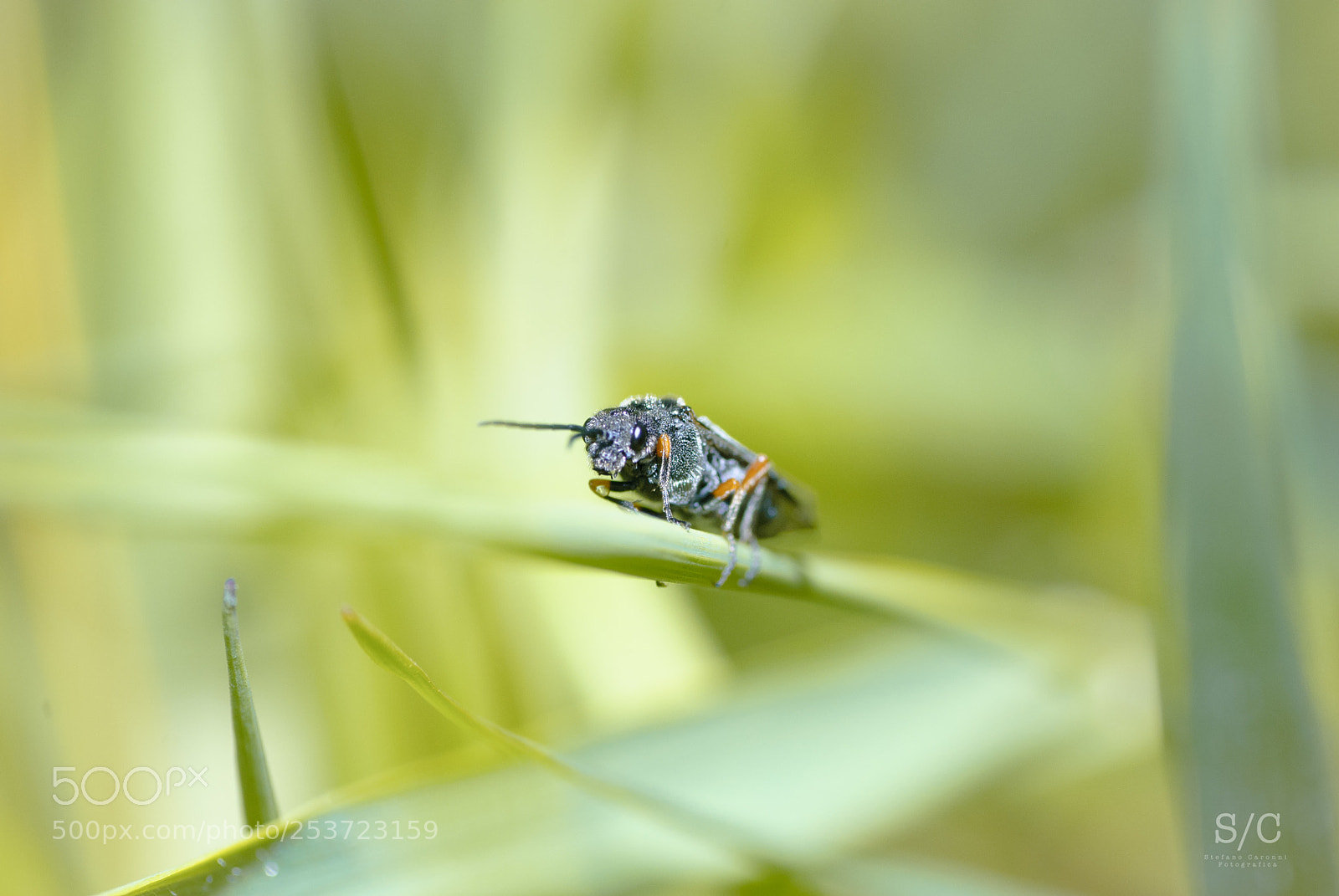 Nikon D80 sample photo. Insect #4 photography