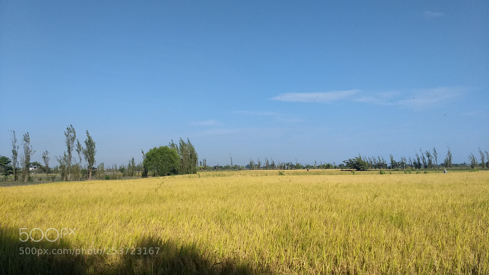 Motorola Moto G (5) Plus sample photo. From the largest to photography