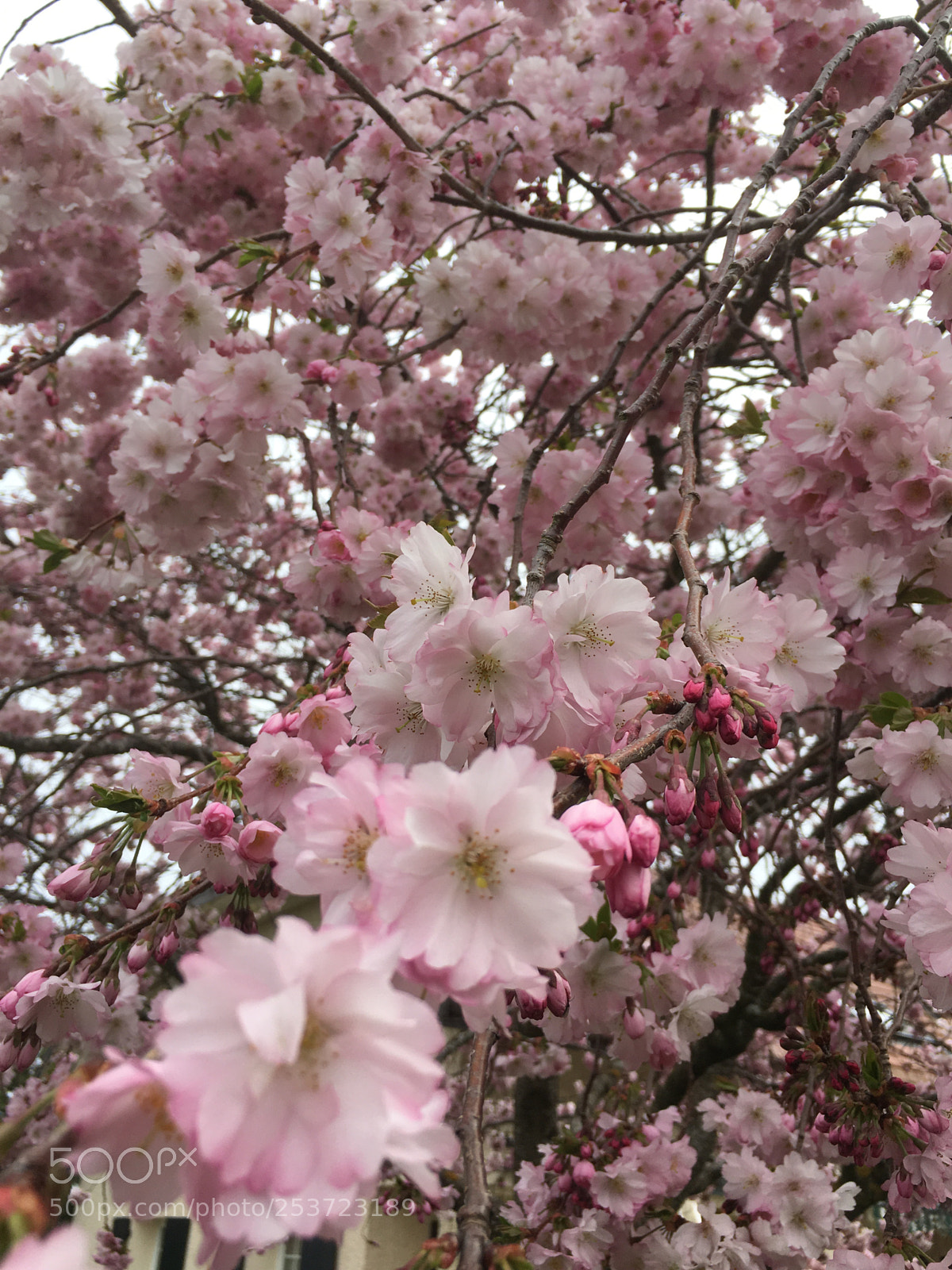 Apple iPhone 6s sample photo. Rosa photography