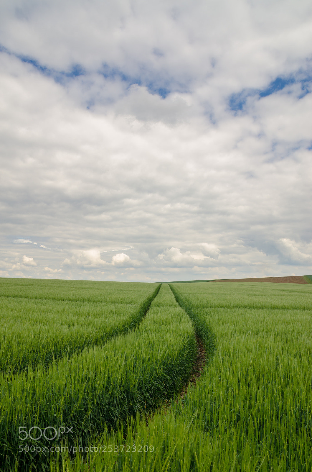 Nikon D7000 sample photo. Wheat field photography