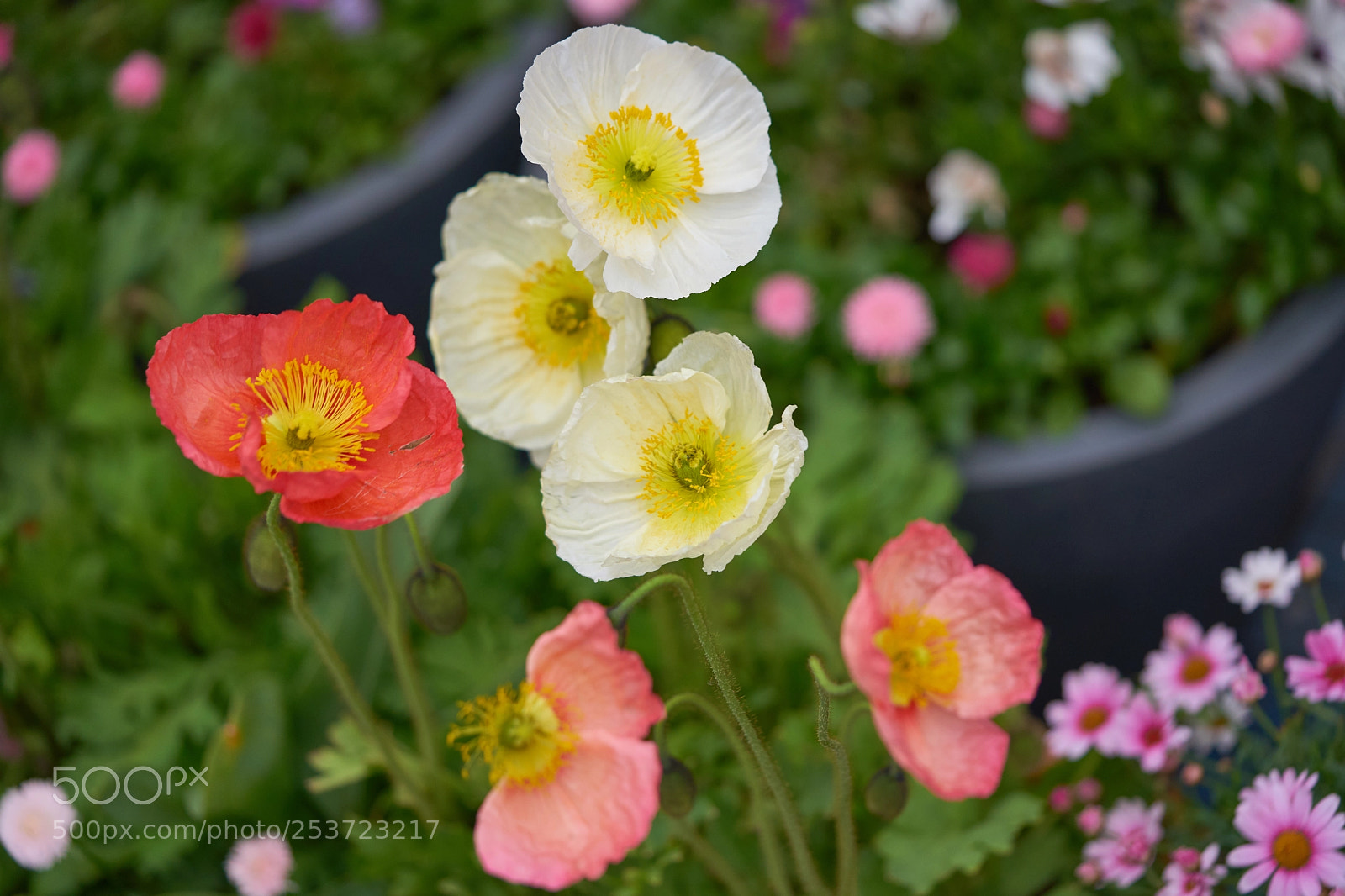Sony a7 sample photo. Flowers 6429 photography