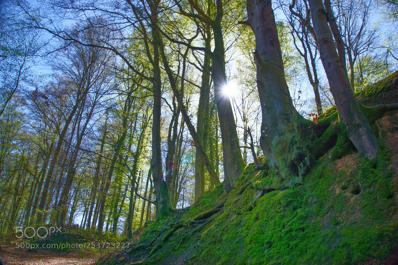 Sony a6000 sample photo. Ravine forest photography