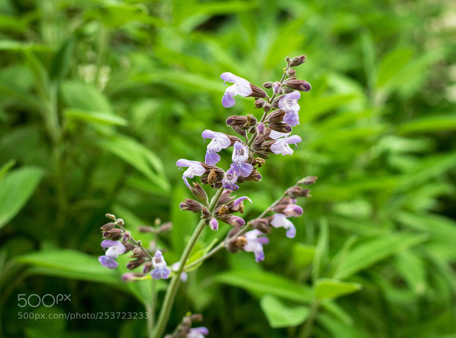 Nikon D3300 sample photo. Garden flower photography