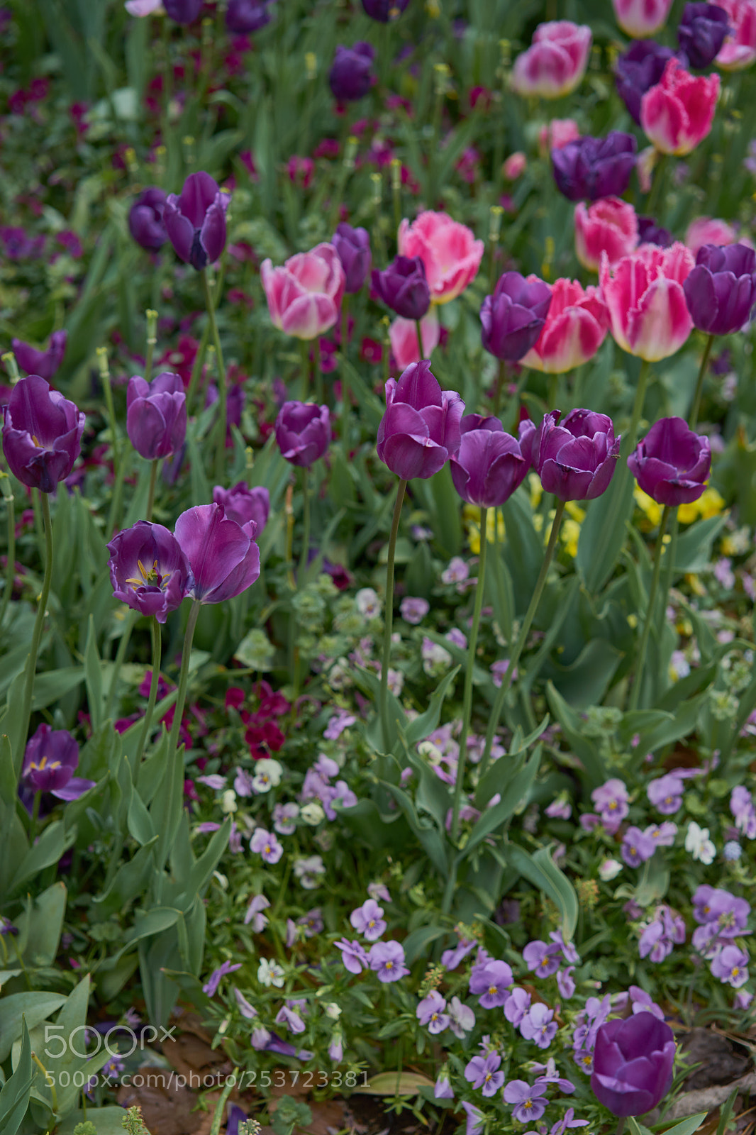 Sony a7 sample photo. Flowers 6430 photography