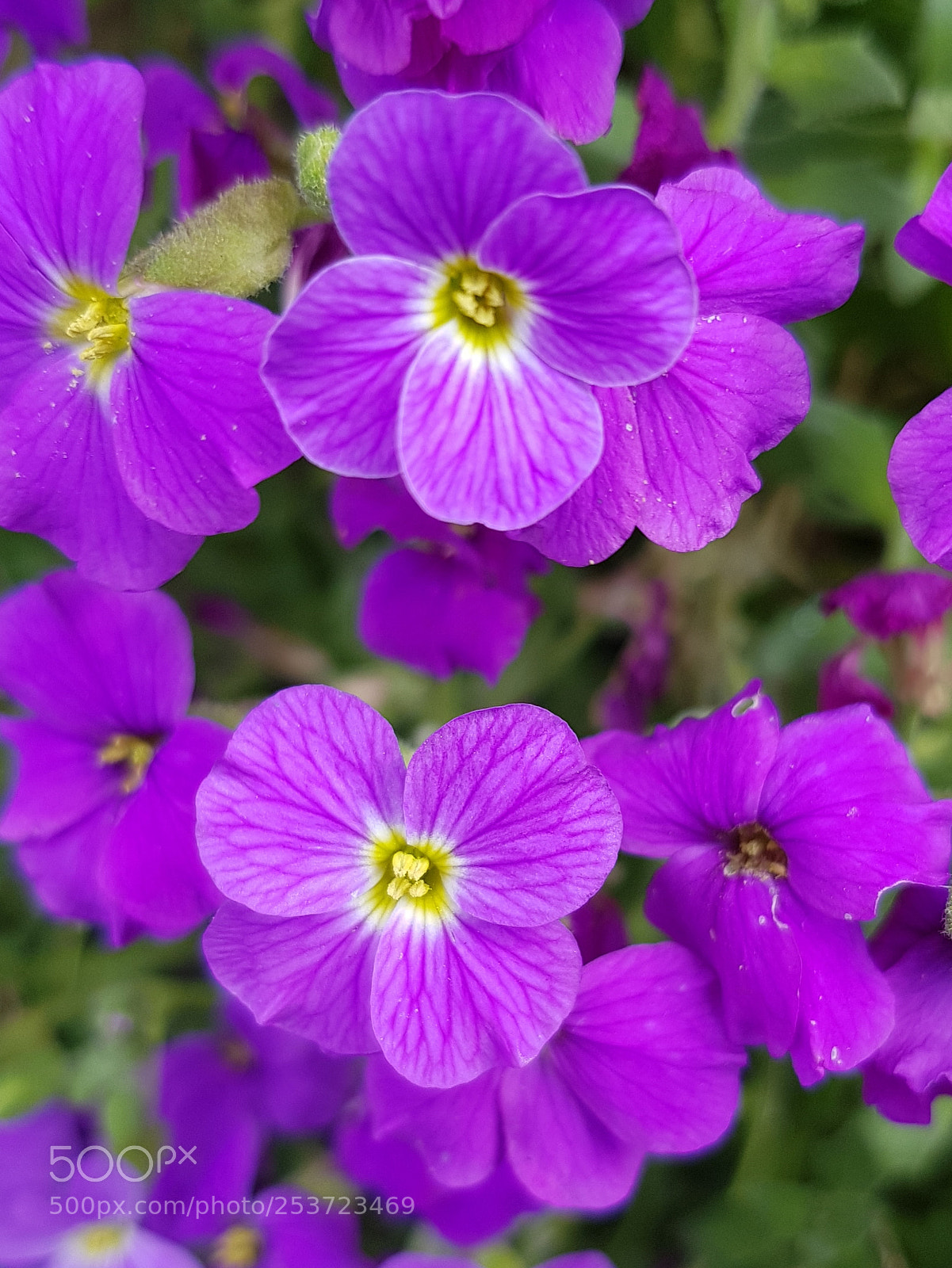 Samsung Galaxy S8+ sample photo. Untitled photography