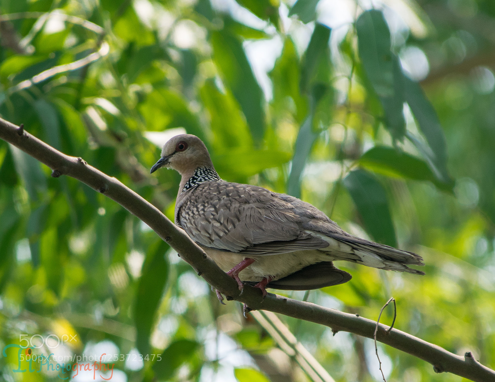 Nikon D5300 sample photo. Dove photography