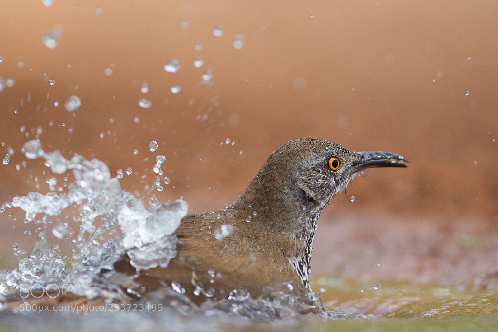Canon EOS-1D Mark IV sample photo. Long-billed thrasher photography