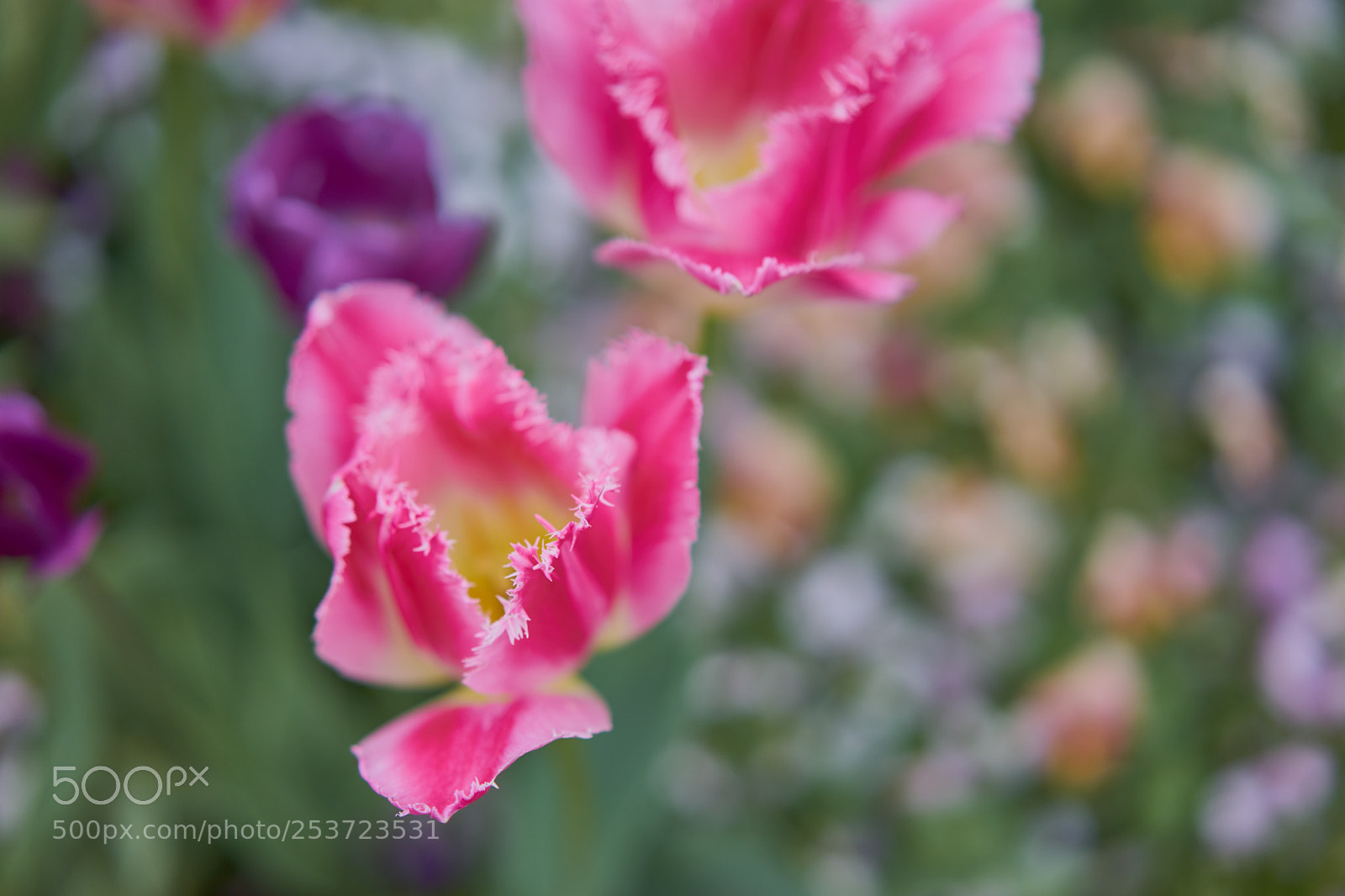 Sony a7 sample photo. Flowers 6431 photography