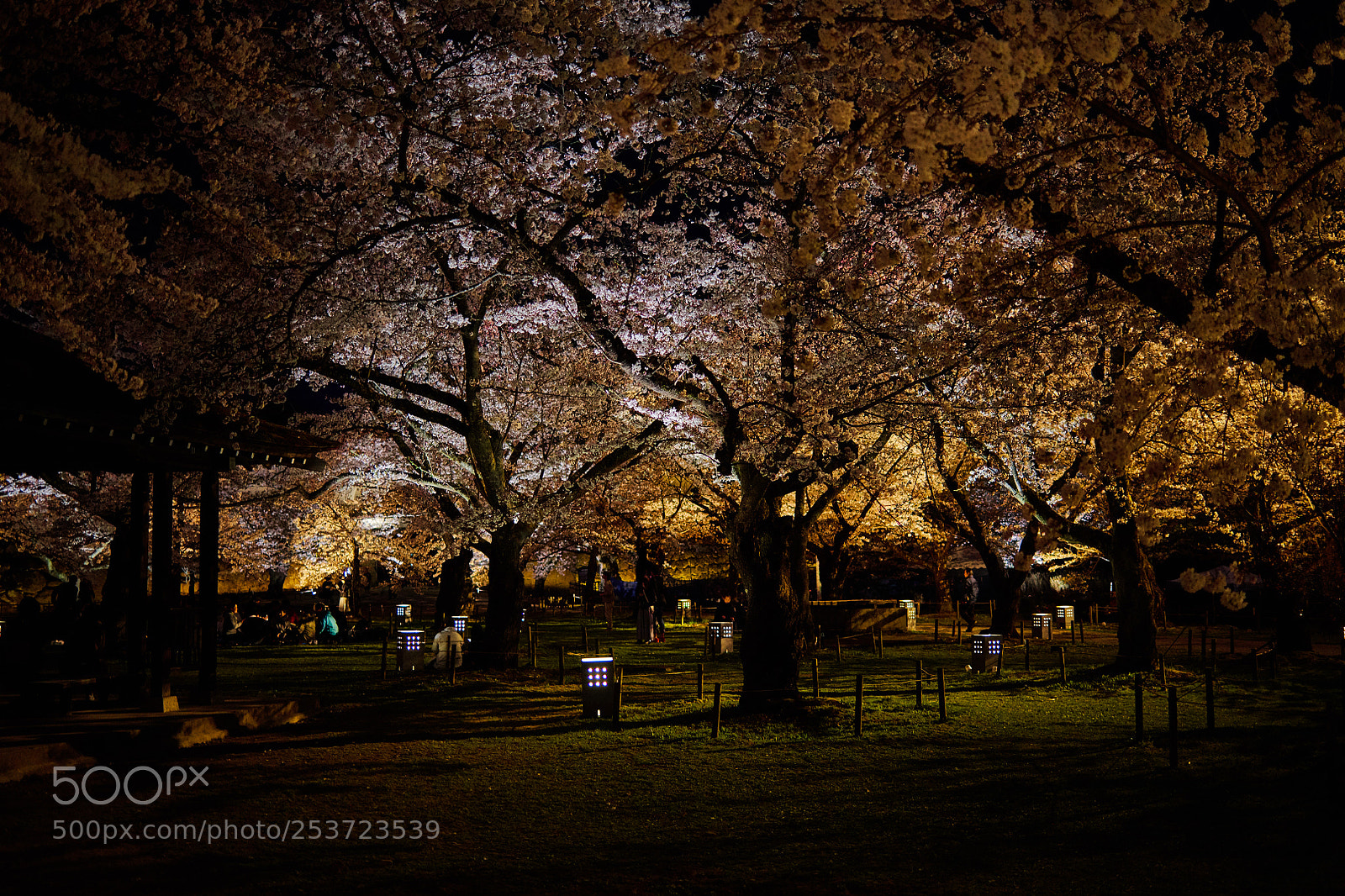 Nikon D850 sample photo. Feeling spring night photography