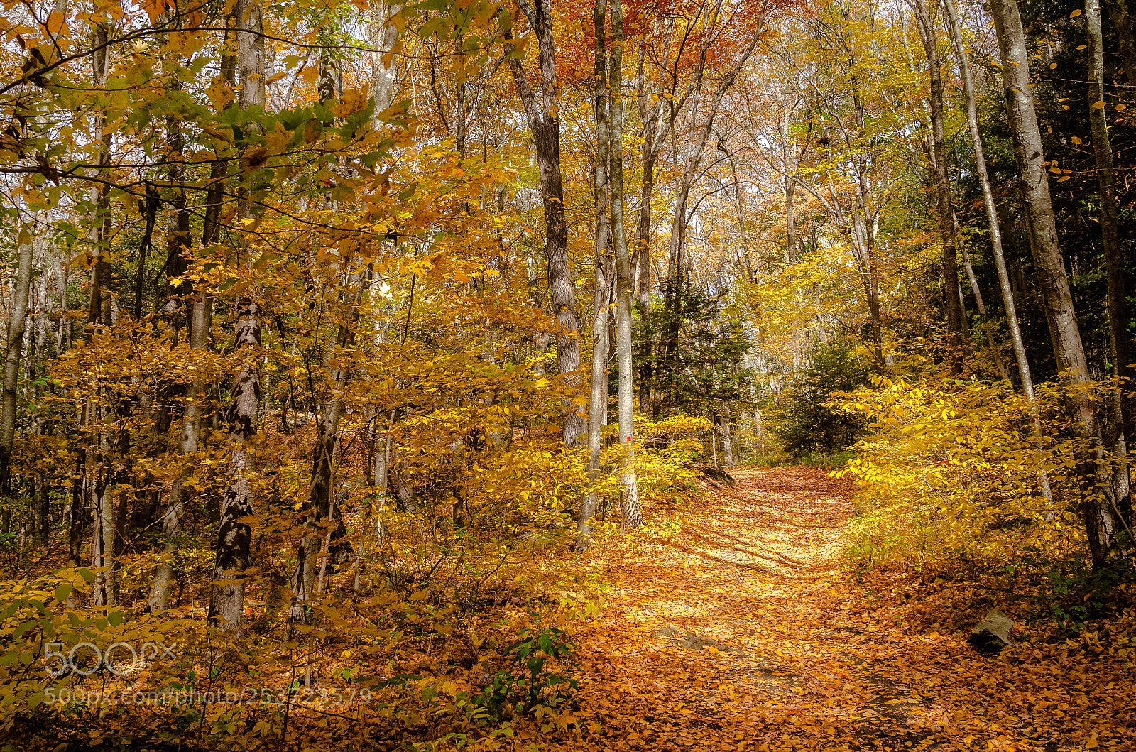 Nikon D7000 sample photo. Empty path photography