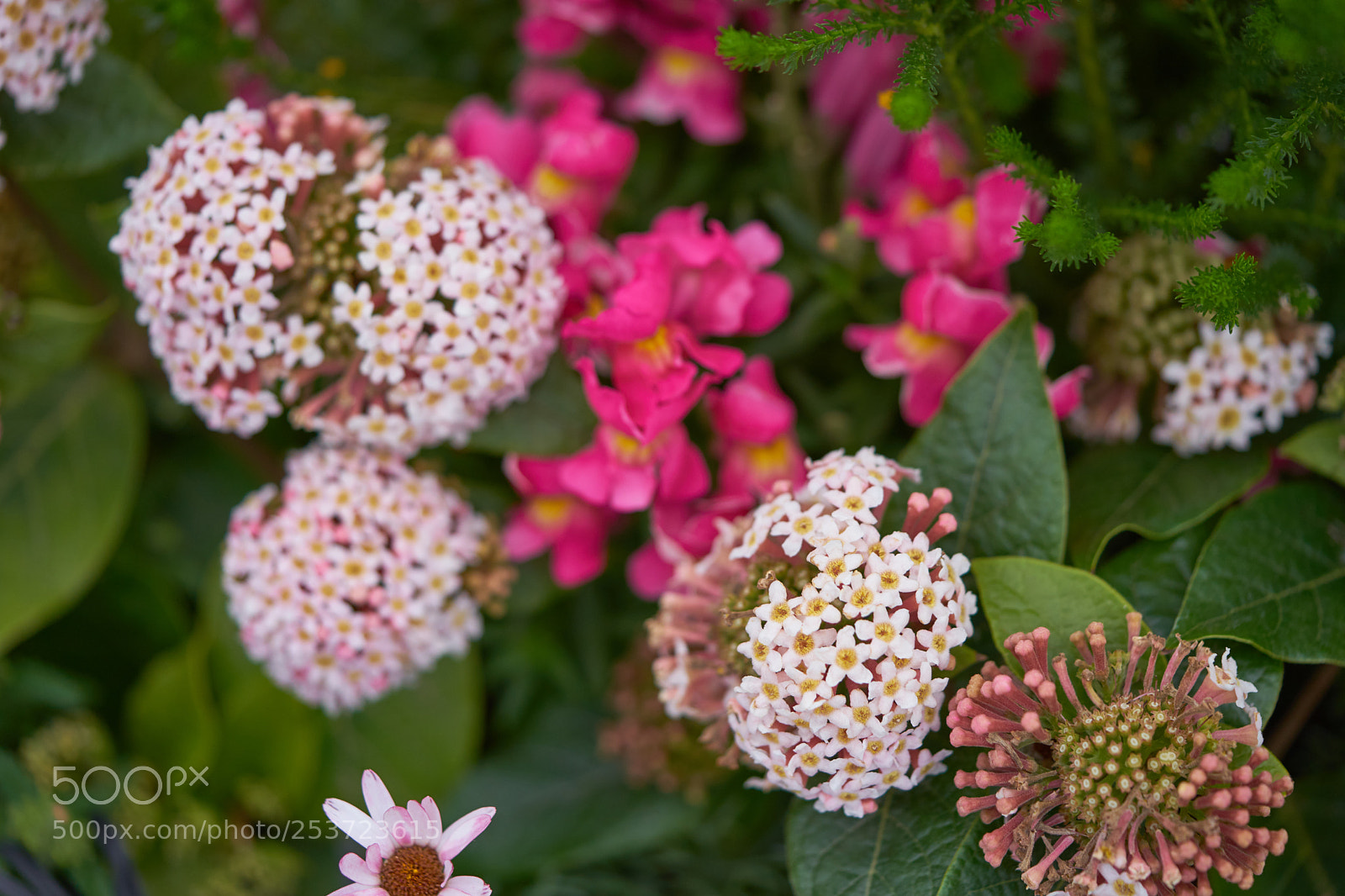 Sony a7 sample photo. Flowers 6432 photography