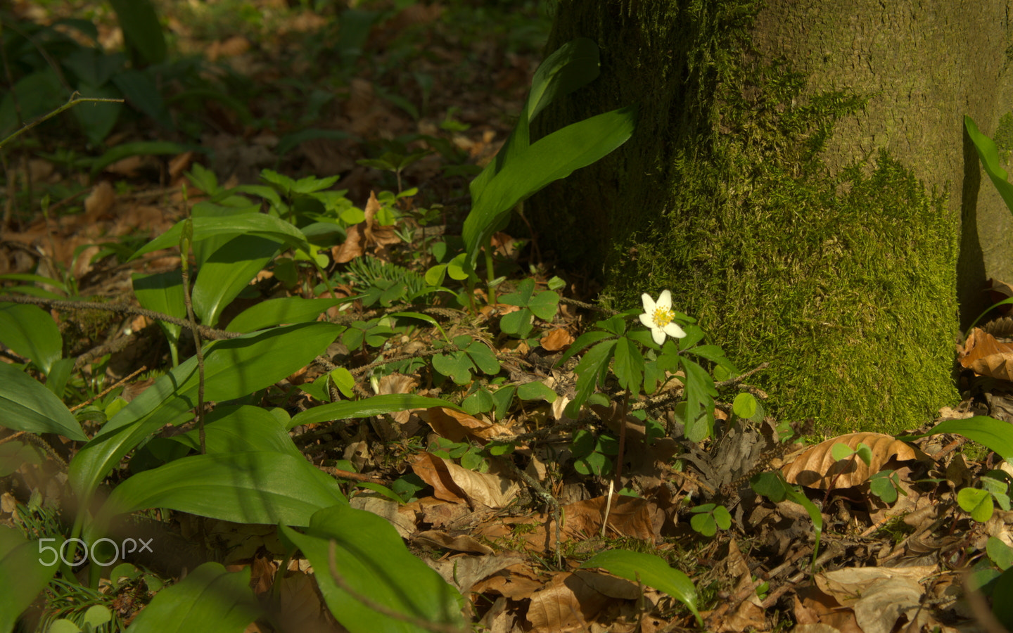 Sony E 18-55mm F3.5-5.6 OSS sample photo. Wood anemone photography