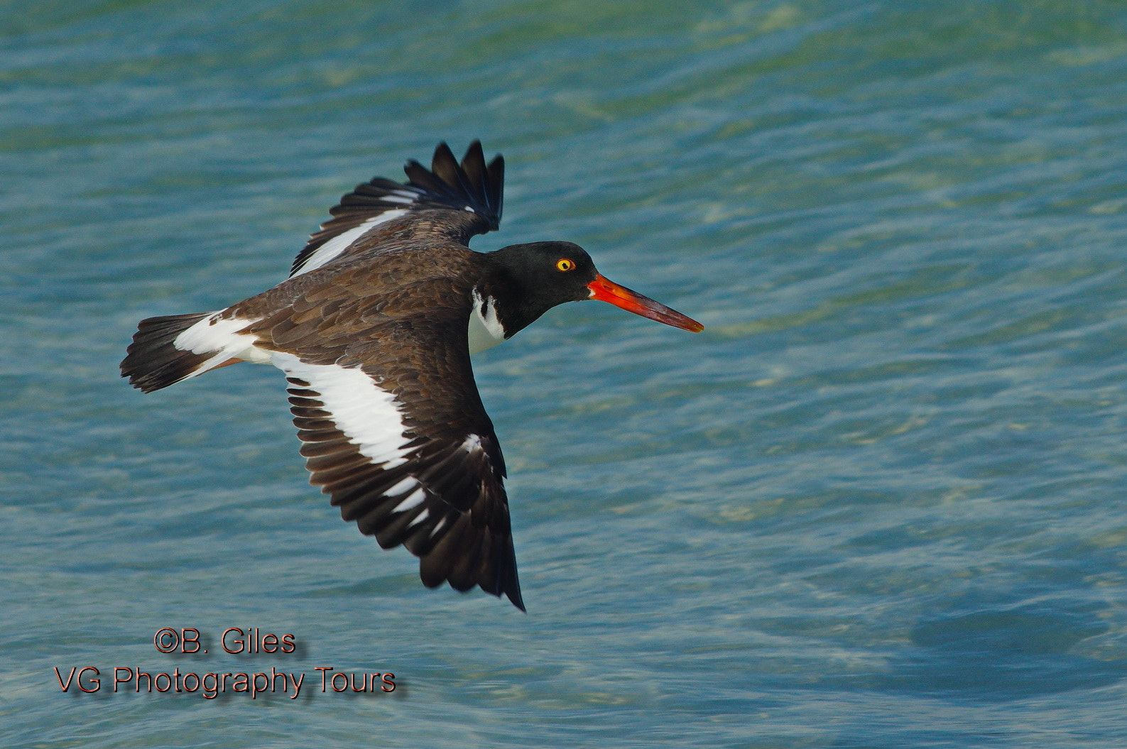 Pentax K-3 sample photo. American oystercatcher photography