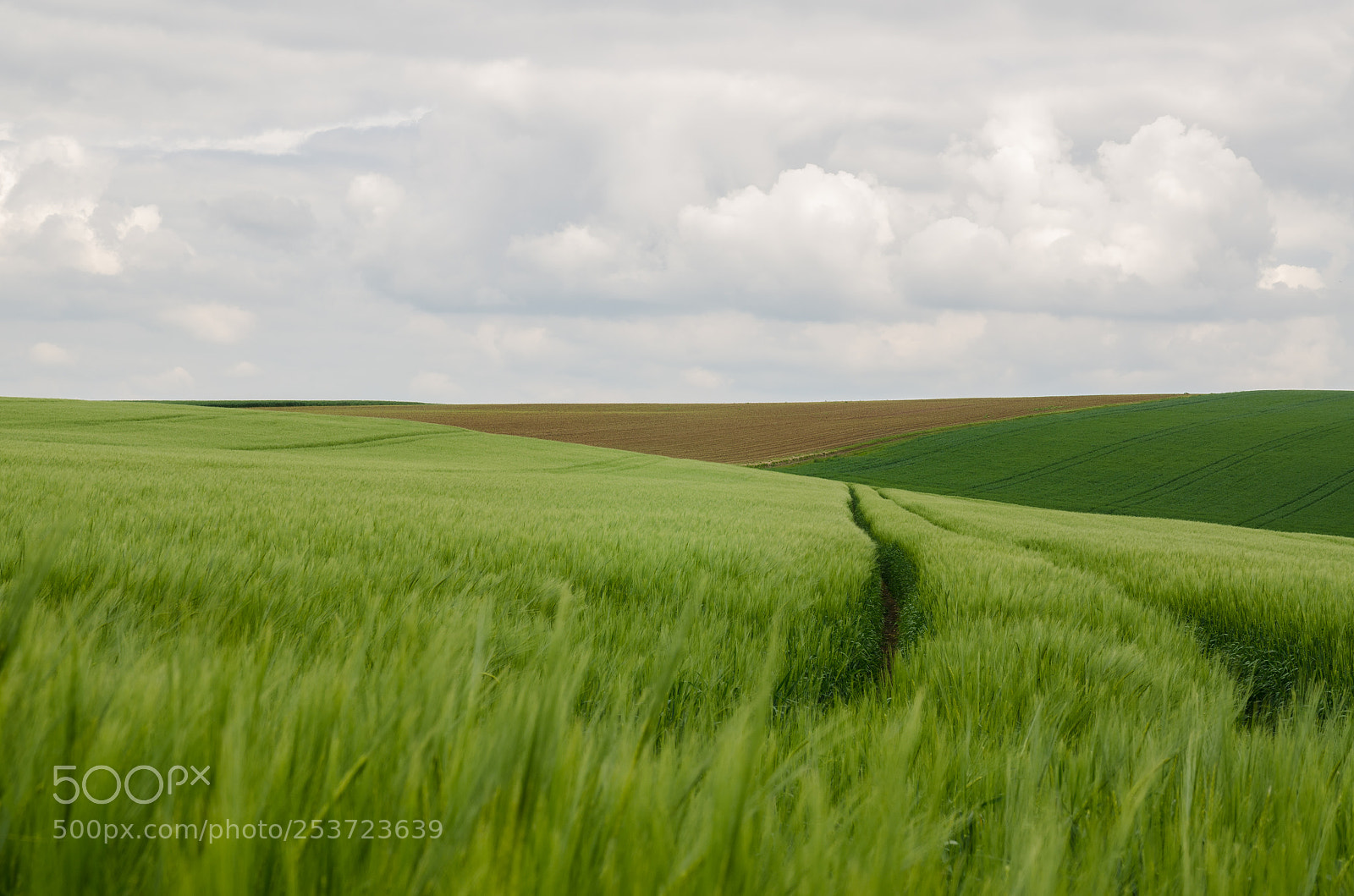 Nikon D7000 sample photo. Wheat field ii photography