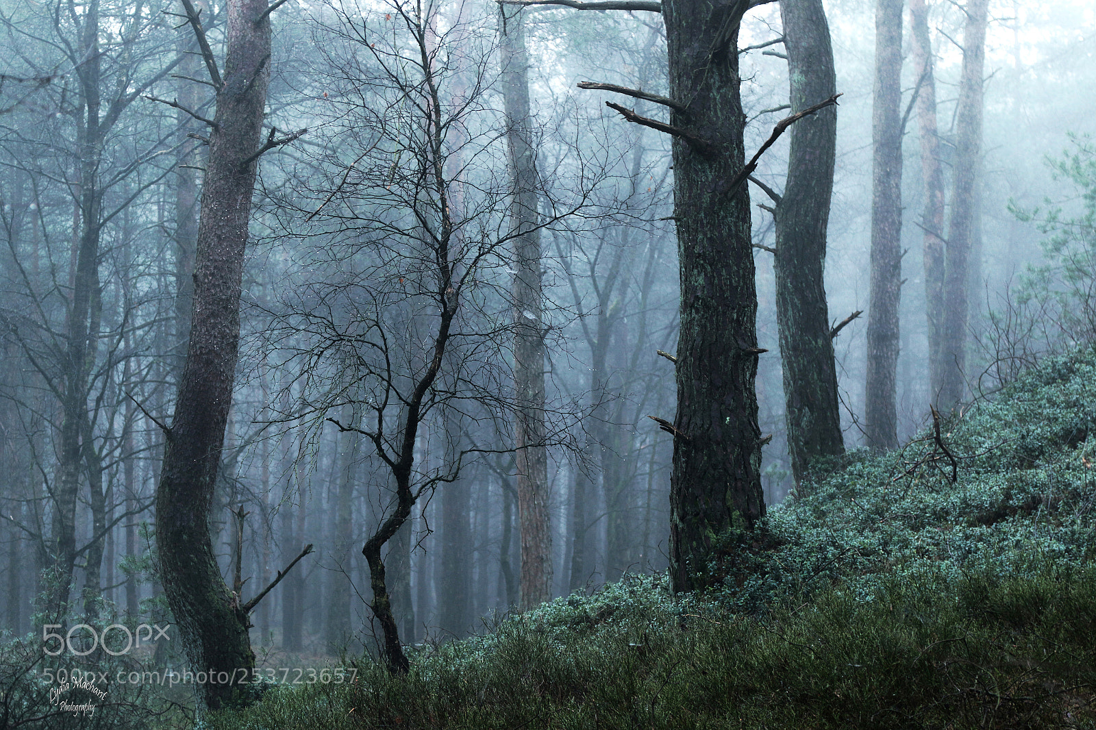 Canon EOS 7D Mark II sample photo. Walking in the rain photography