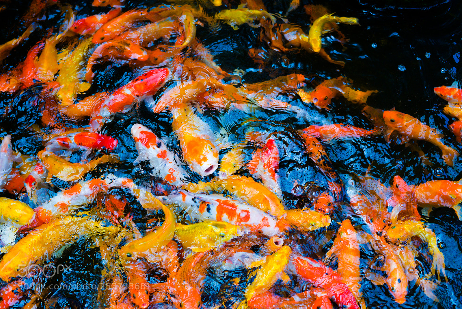 Nikon D610 sample photo. Hungry photography