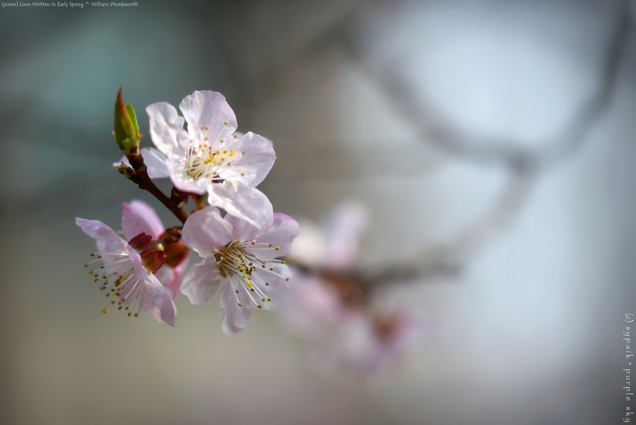 Nikon AF-S Micro-Nikkor 105mm F2.8G IF-ED VR sample photo. Lines written in early spring *** photography