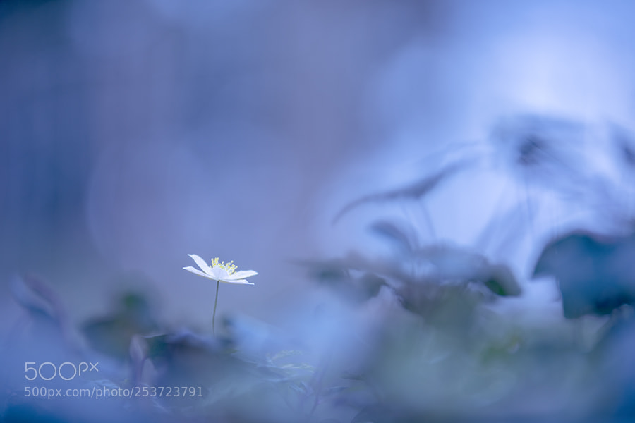Canon EOS 5D Mark IV sample photo. La sylvie photography