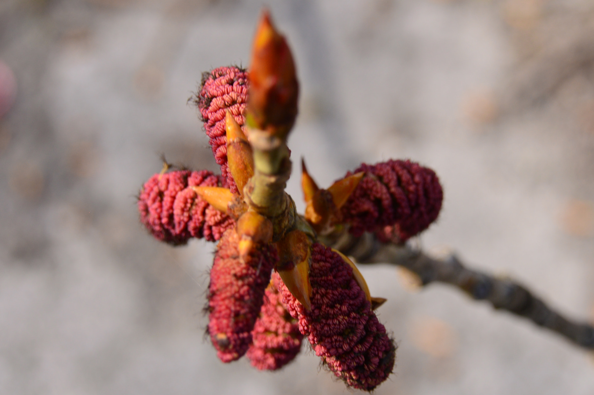 Nikon D3200 + Sigma 18-250mm F3.5-6.3 DC Macro OS HSM sample photo. Blooming red photography