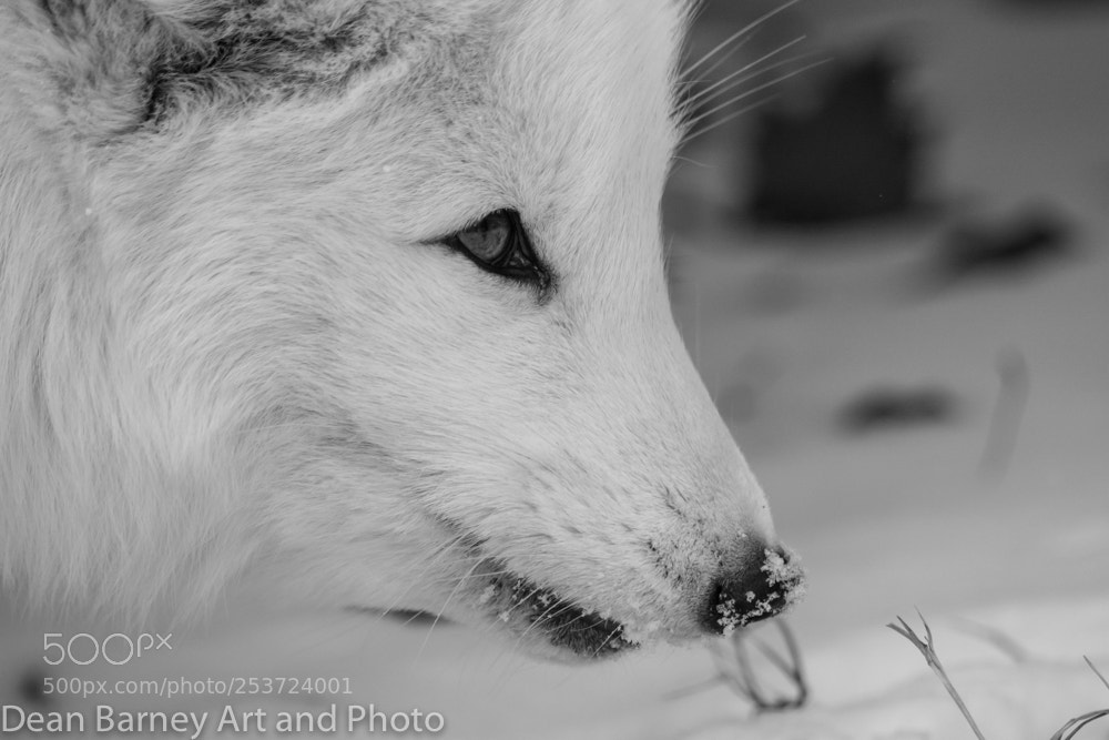 Nikon D5200 sample photo. Arctic fox b&w photography
