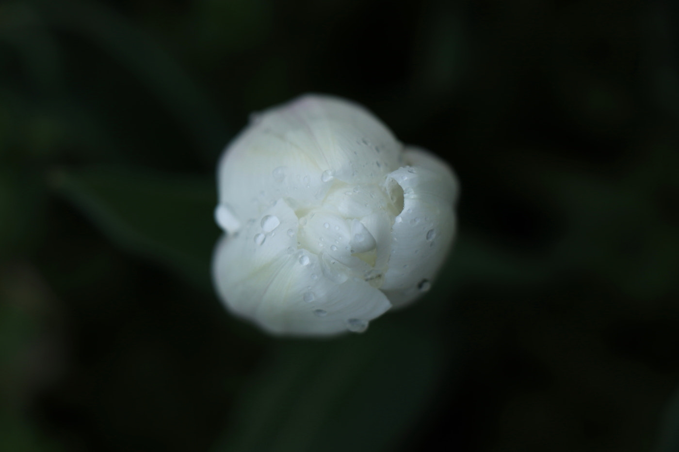 Canon EOS 77D (EOS 9000D / EOS 770D) sample photo. Drops of light n.1 photography