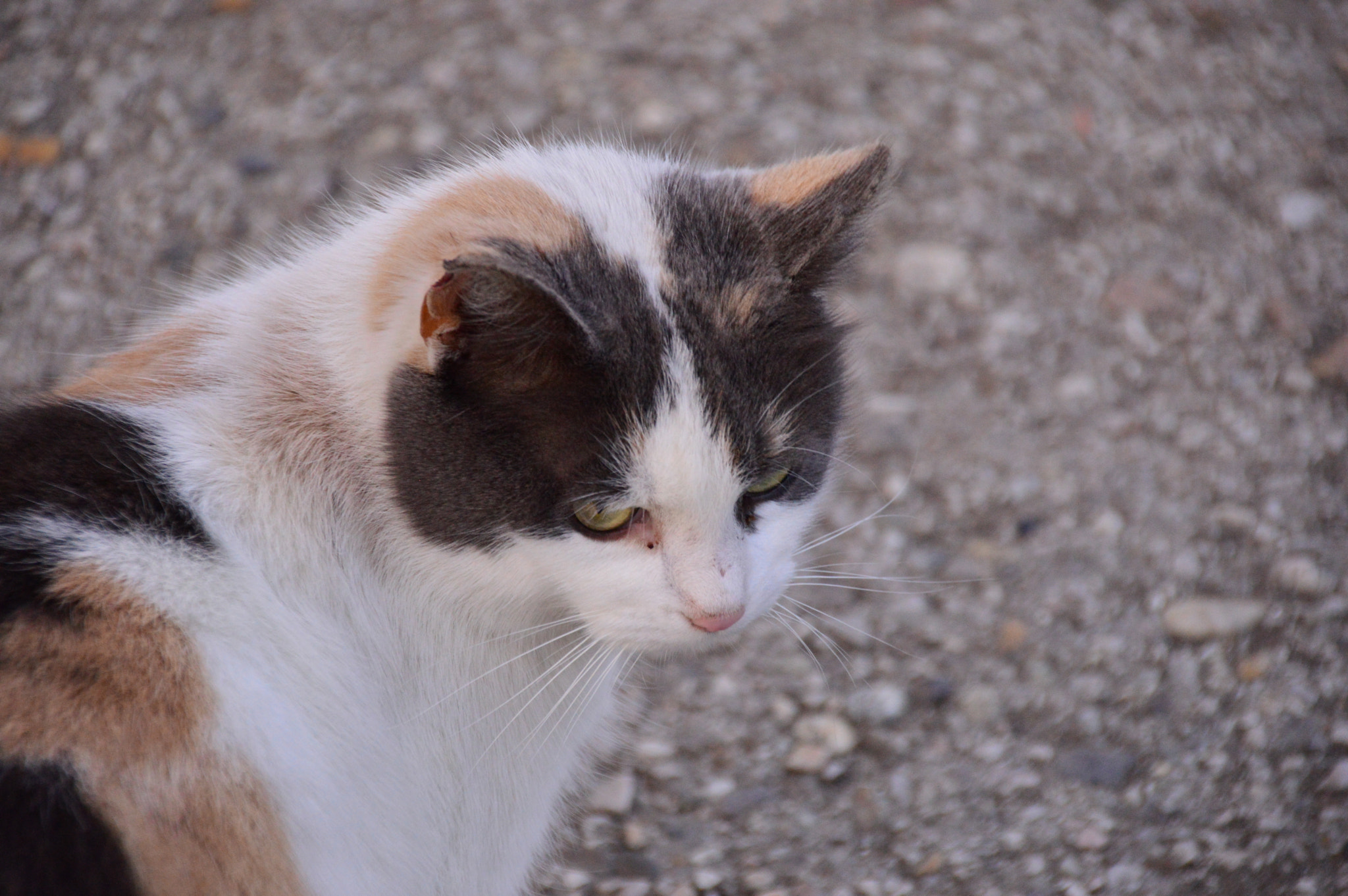 Nikon D3200 sample photo. Street cat photography