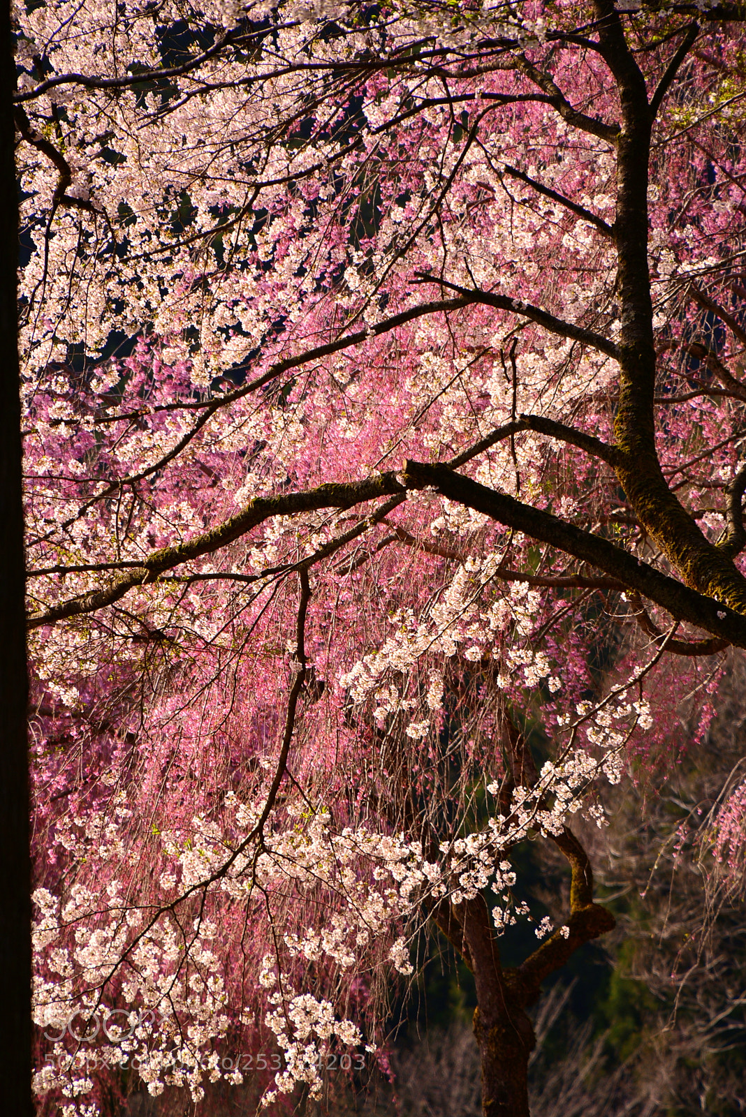 Nikon D610 sample photo. Color of spring photography