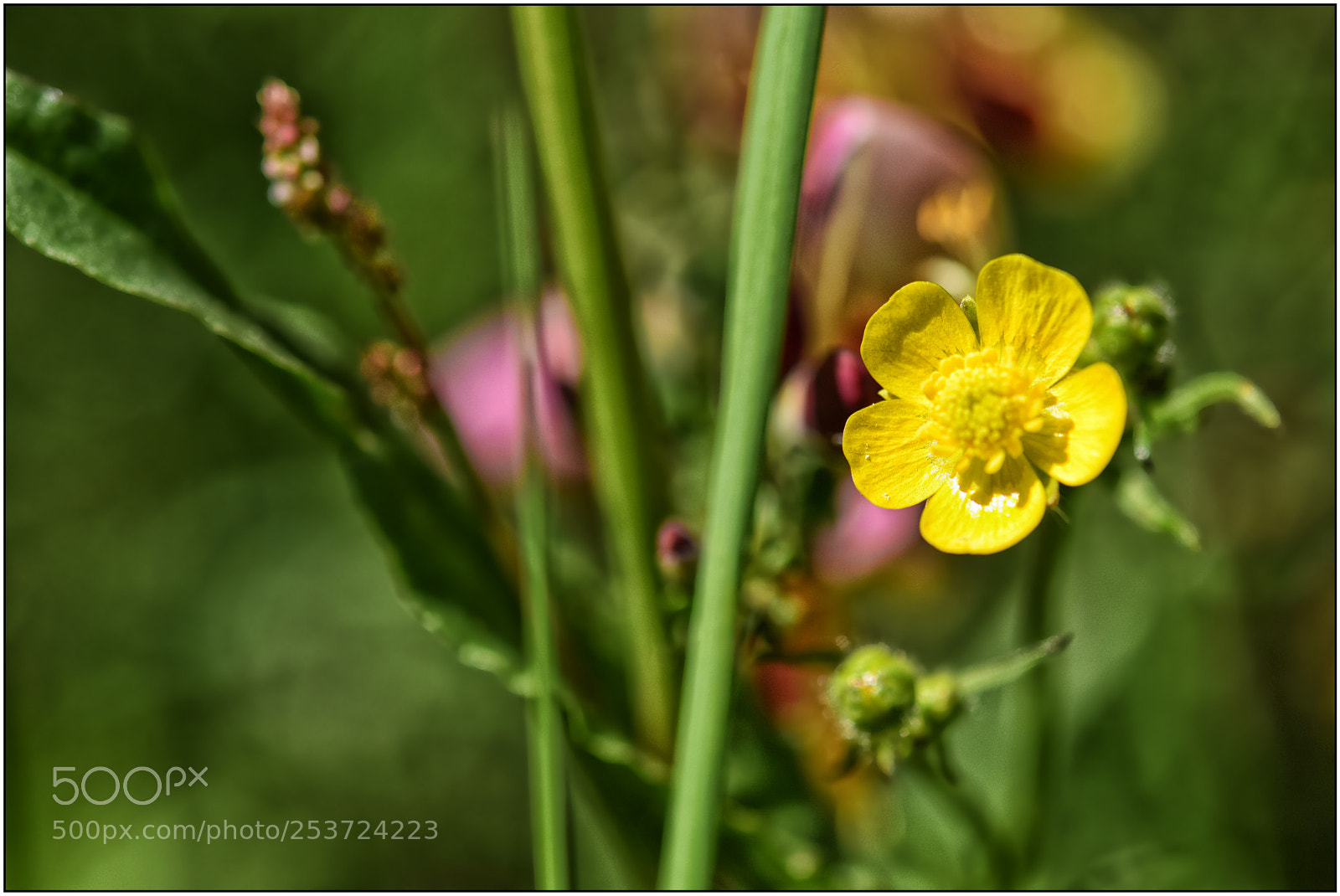 Nikon D3300 sample photo. …something about spring – ii... photography
