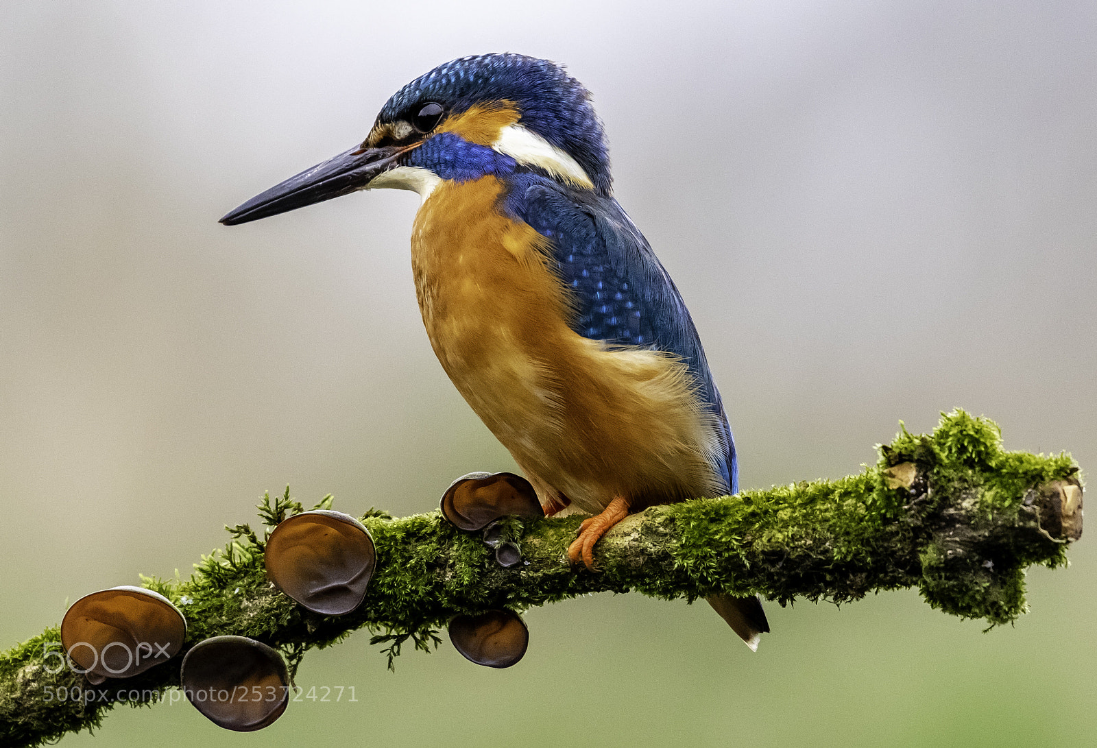 Canon EOS 5D Mark IV sample photo. Kingfisher photography