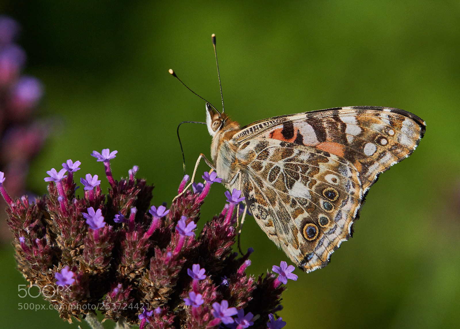 Sony a6000 sample photo. Painted lady photography