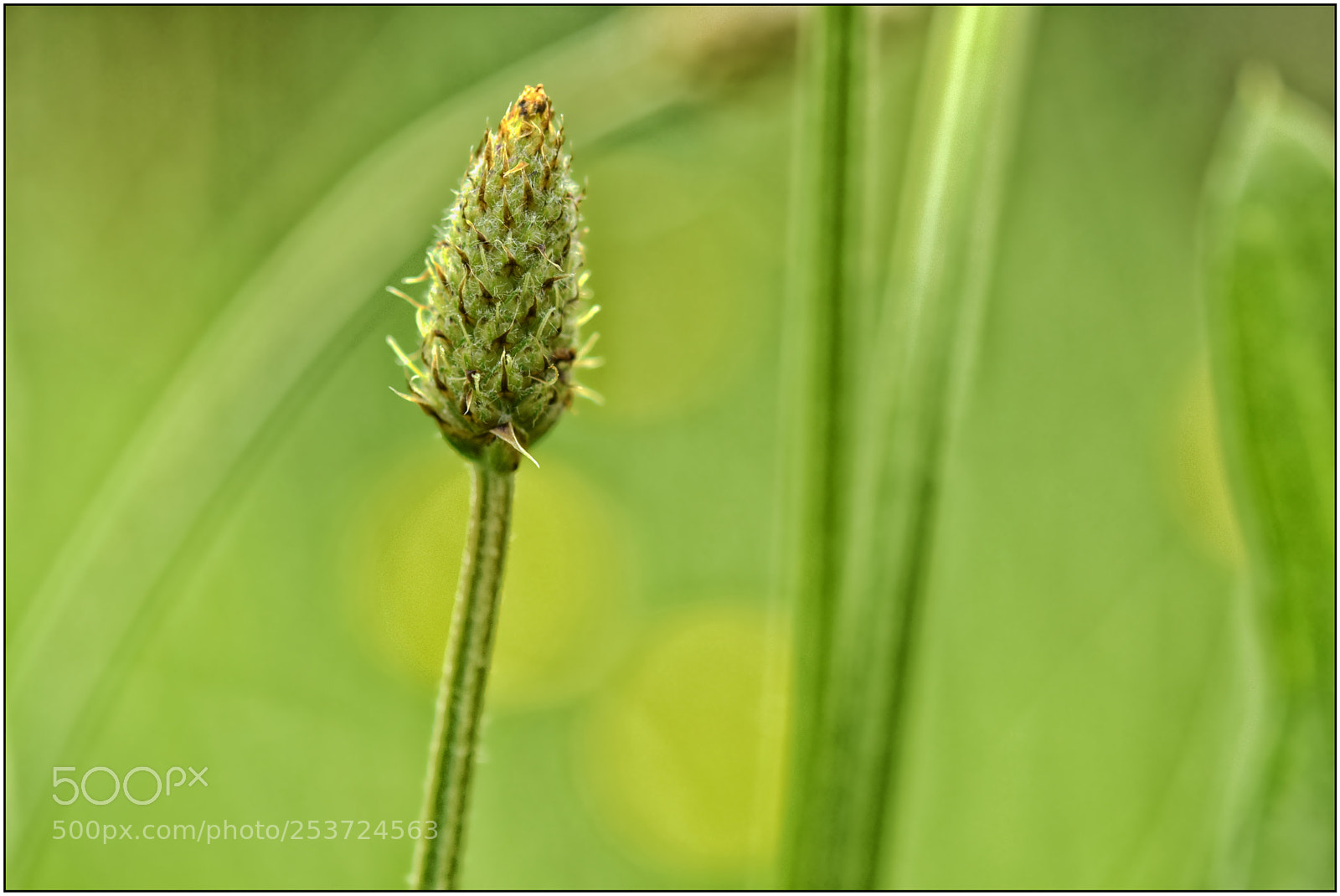Nikon D3300 sample photo. …something about spring – iii... photography