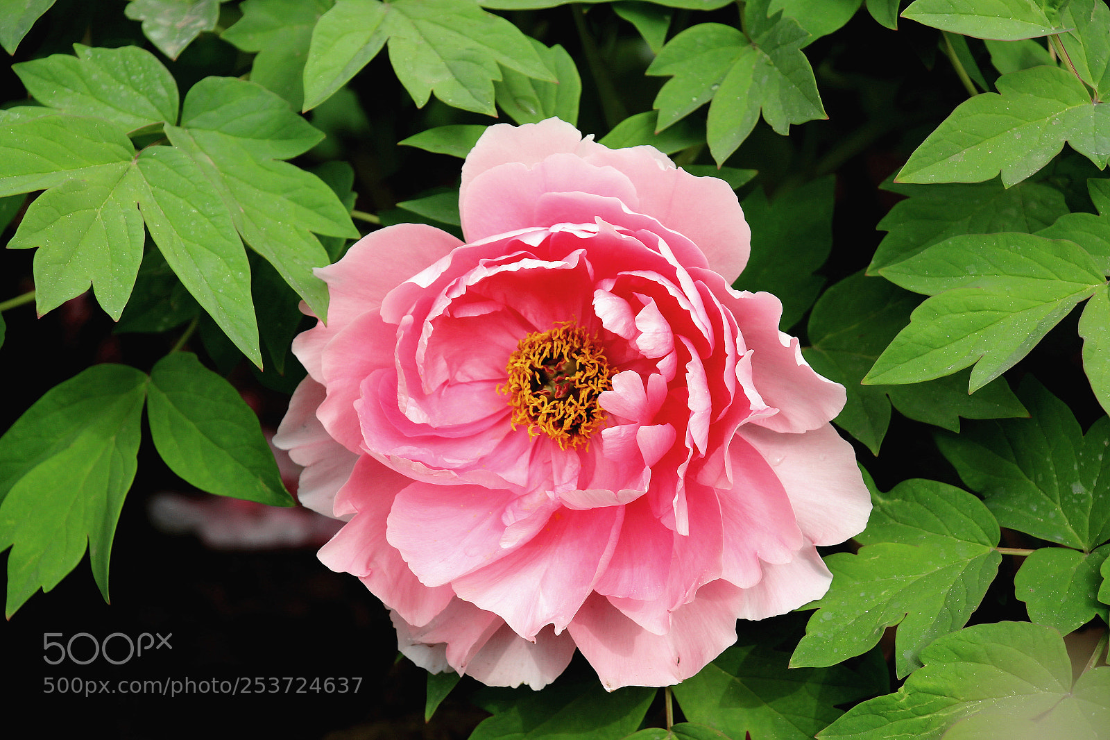 Canon EOS 700D (EOS Rebel T5i / EOS Kiss X7i) sample photo. 牡丹花 photography