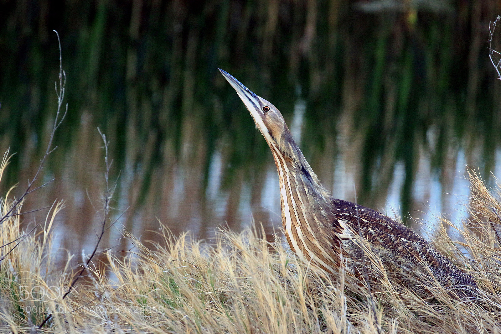 Canon EOS 70D sample photo. American bittern photography