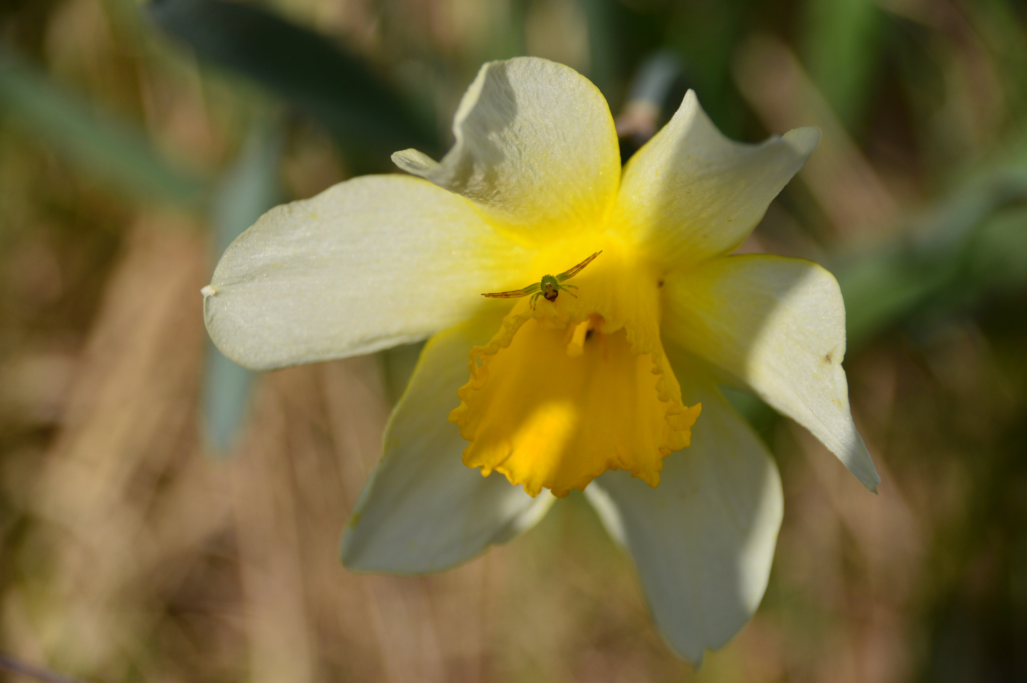 Nikon D3200 + Sigma 18-250mm F3.5-6.3 DC Macro OS HSM sample photo. Daffodil with an insect inside photography