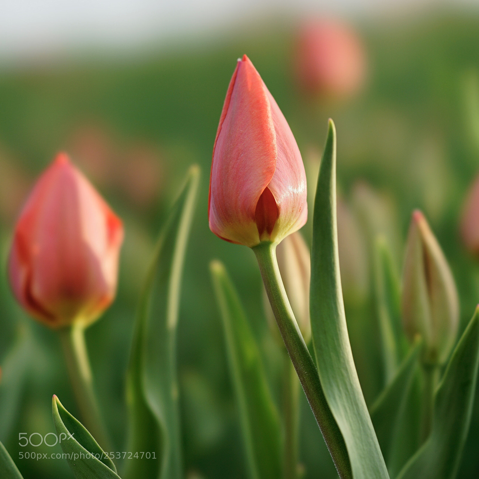 Sony a7 II sample photo. 相映 photography