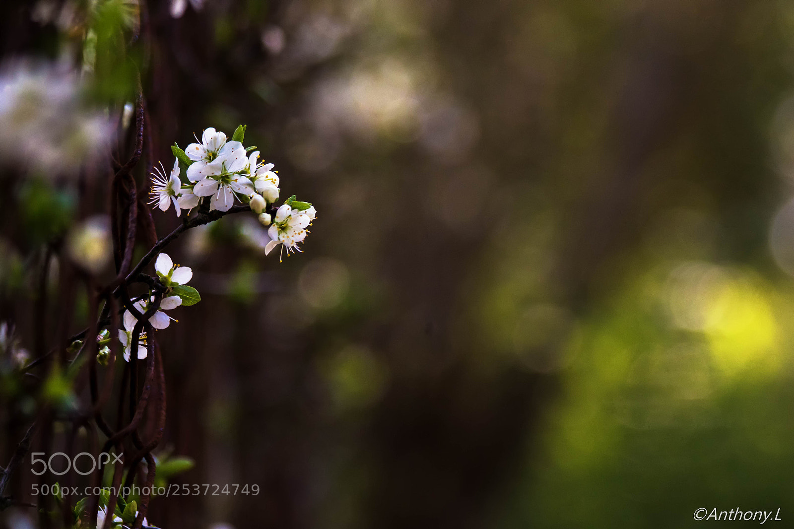 Canon EOS 7D Mark II sample photo. Petites fleurs deviendra mures . photography