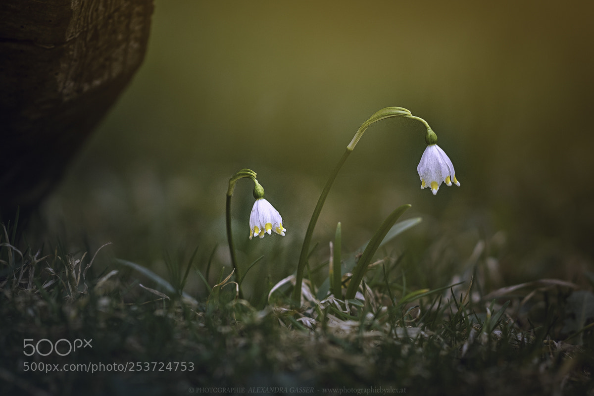 Sony a7 III sample photo. Frühlingsboten photography